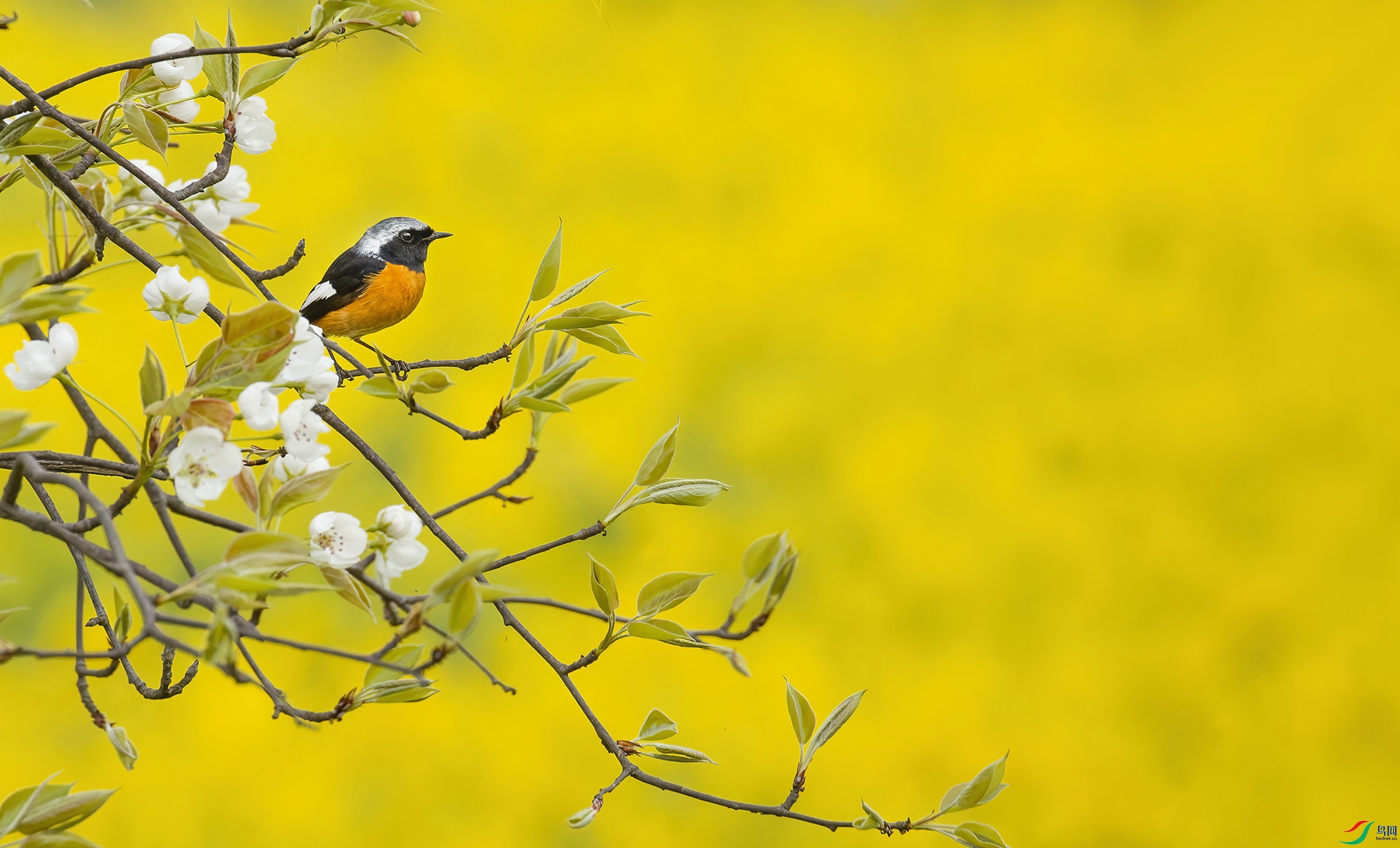 北红尾鸲花枝俏,如绣似画胜于金.