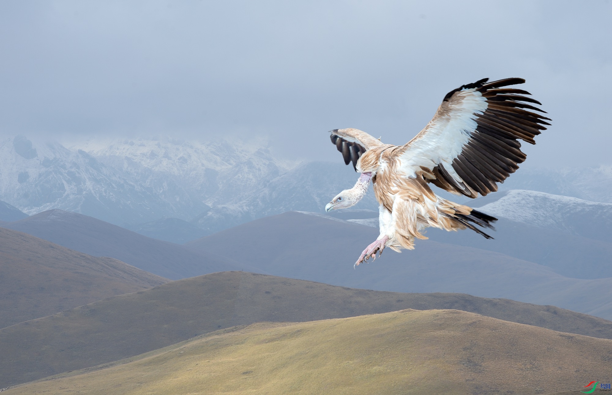DSC_2585-1.jpg