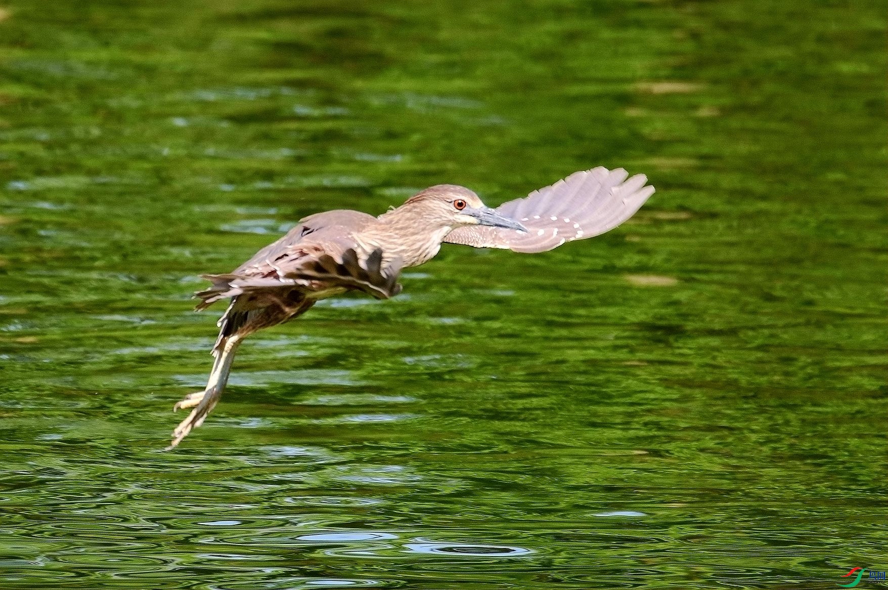 池鹭飞翔也优雅