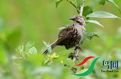 ��֪����