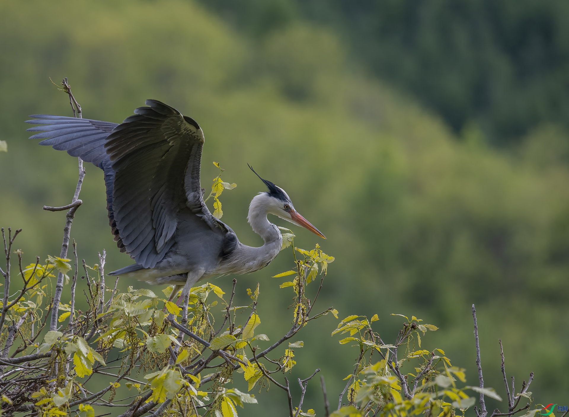 DSC_8100-DeNoiseAI-denoise.jpg