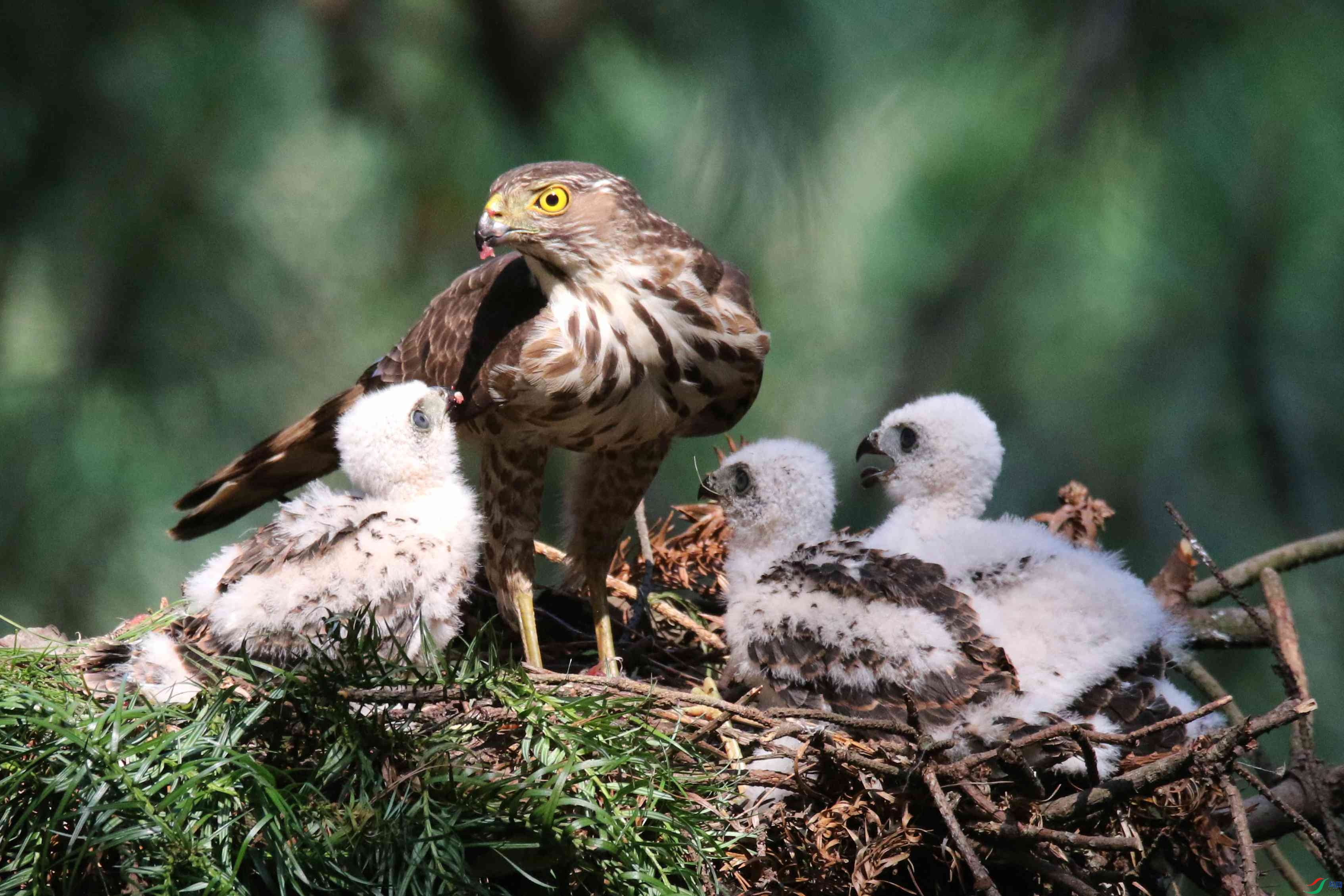 松雀鹰哺儿
