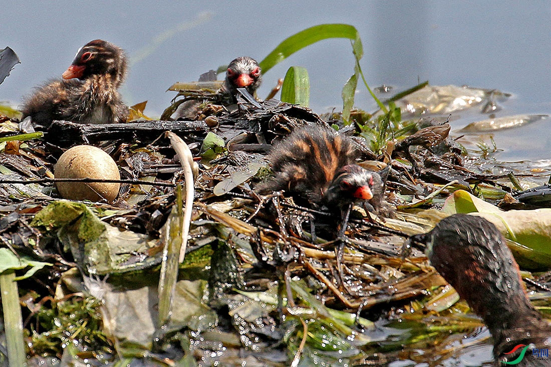 草窝中可爱的西湖小鸊鷉三宝宝