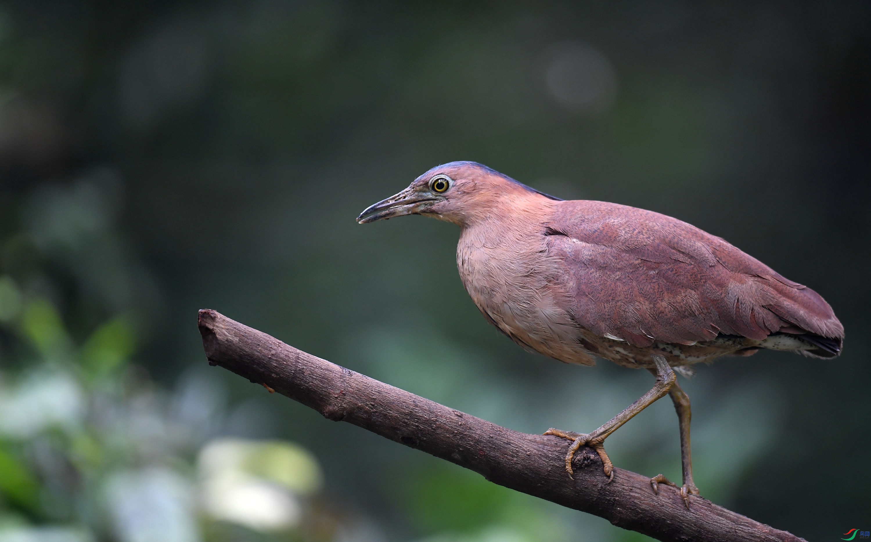 黑冠鳽荣获首页精华