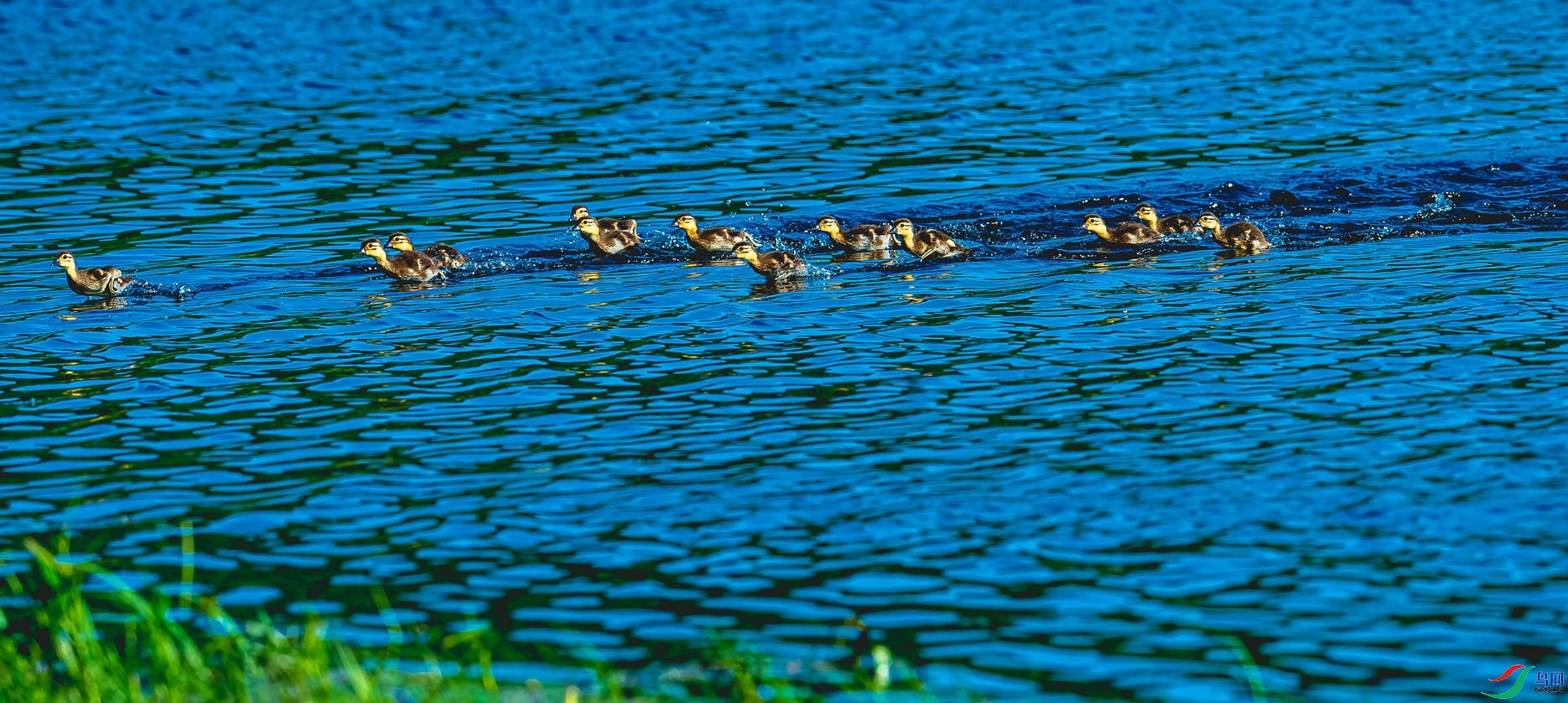碧波荡漾. 水鸟狂奔