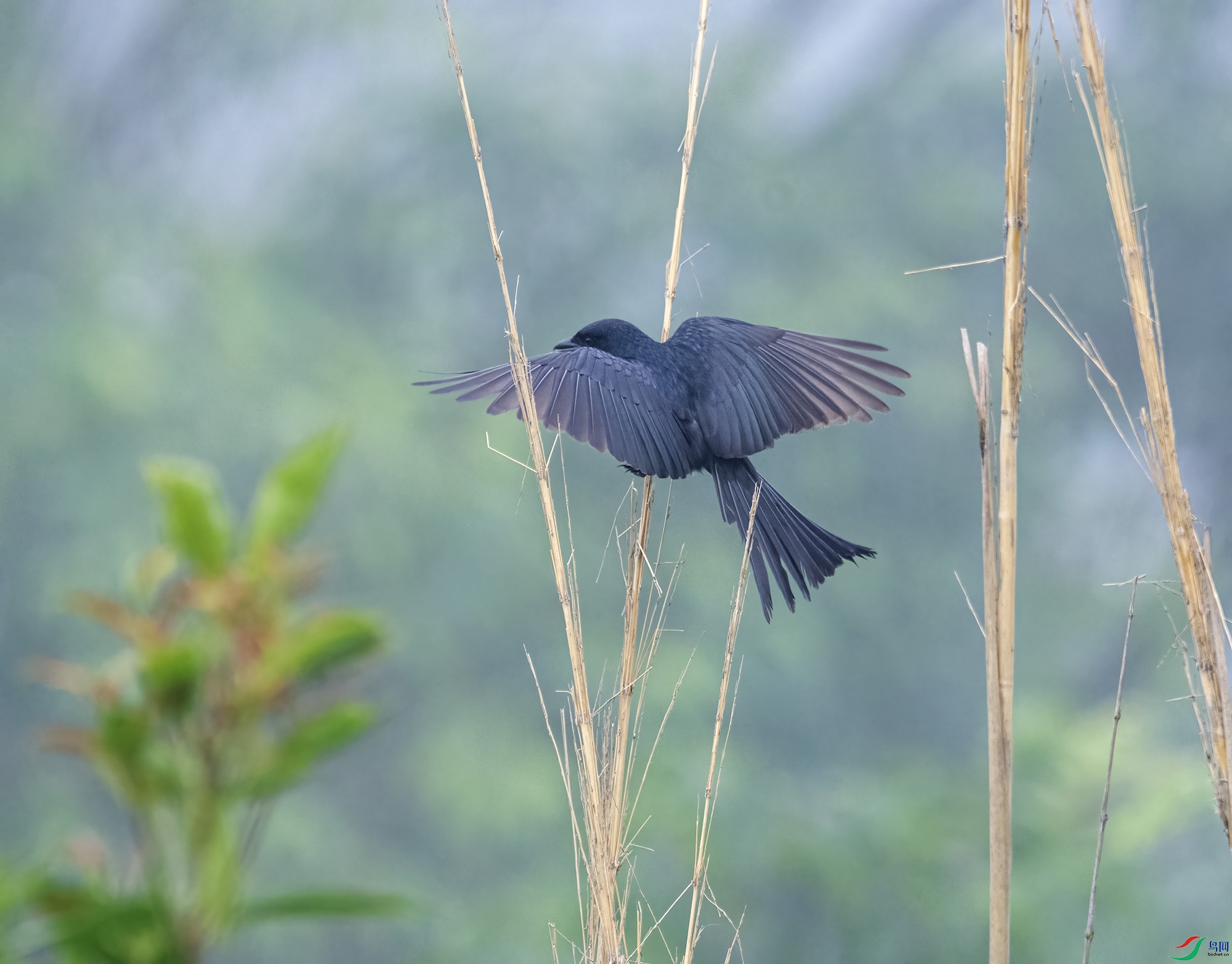 DSC_6001.jpg