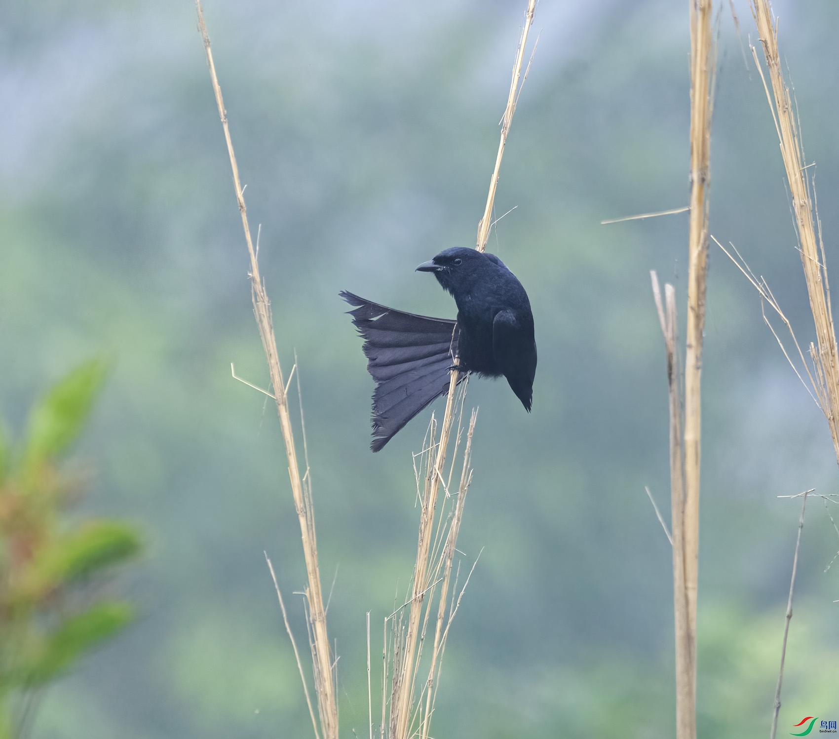 DSC_6008.jpg