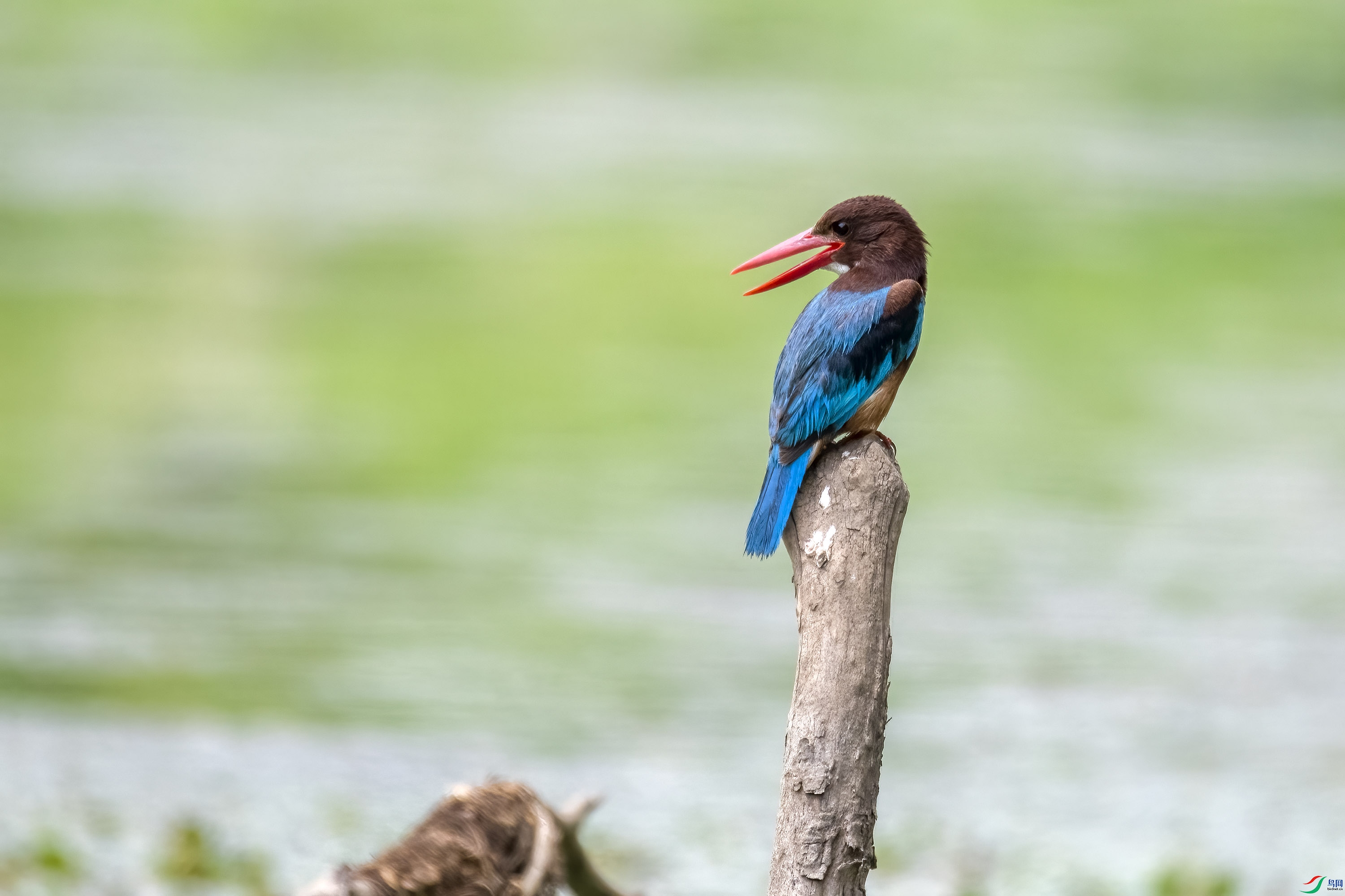 DSC_9533.jpg