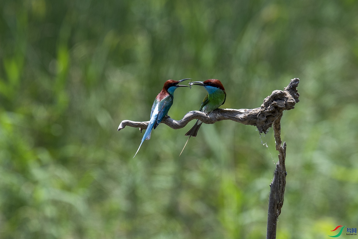 DSC_p9303.jpg