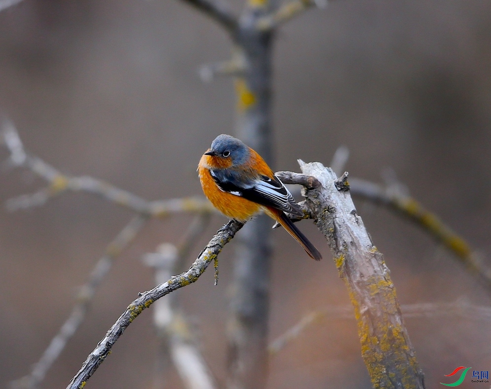 ����ɽ��β�