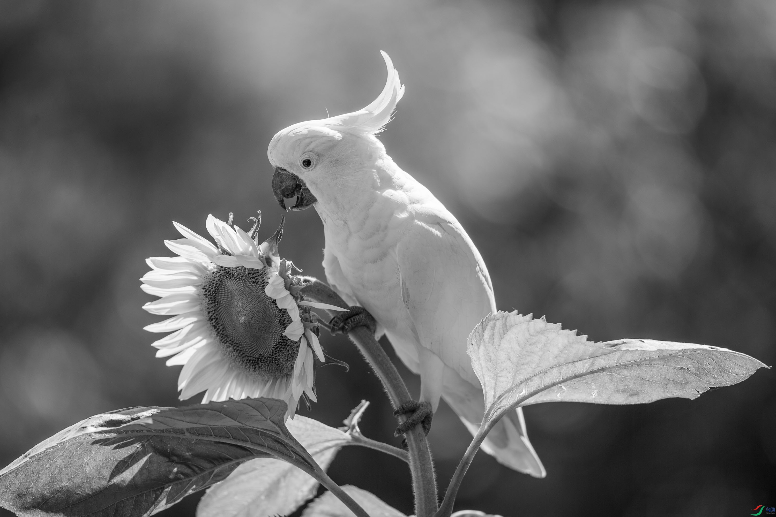 葵花鹦鹉壁纸图片