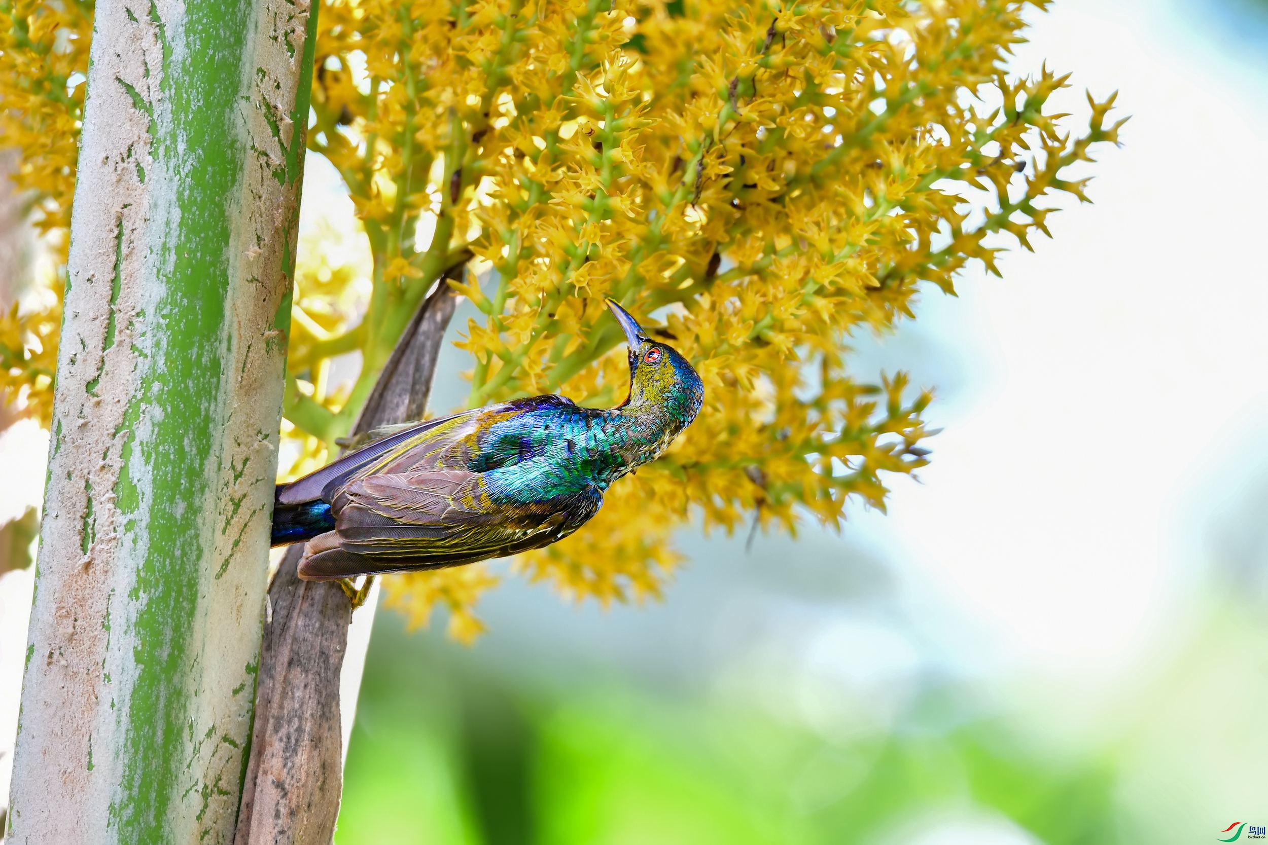 紫颊直嘴花蜜鸟