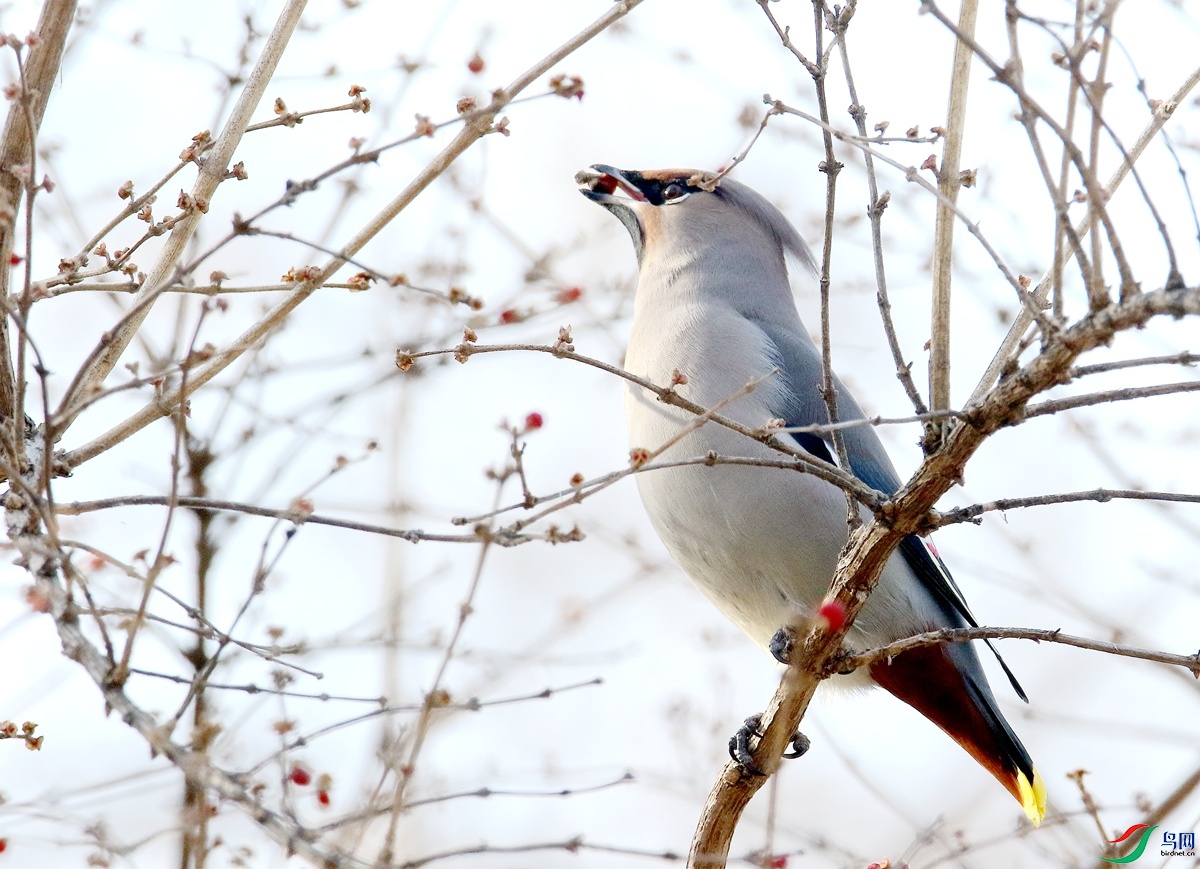 A1455̫ƽ��.JPG