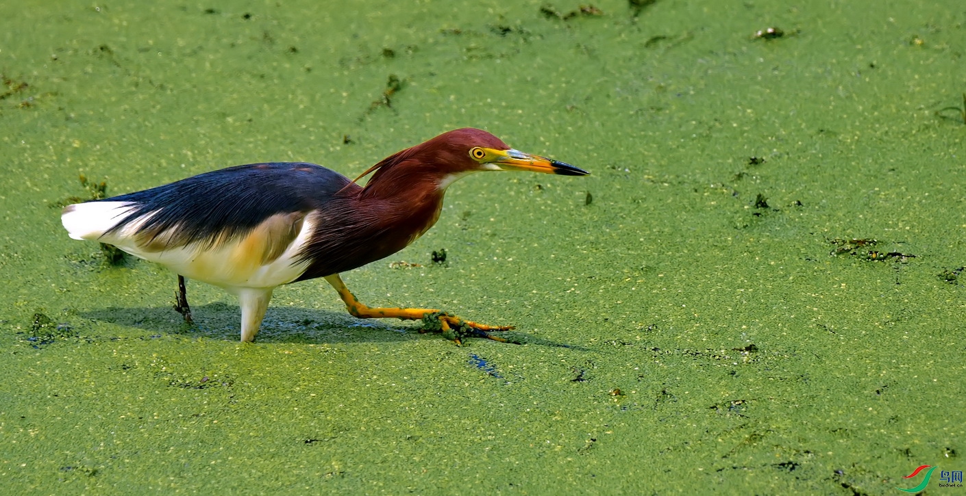 DSC_8951a.jpg