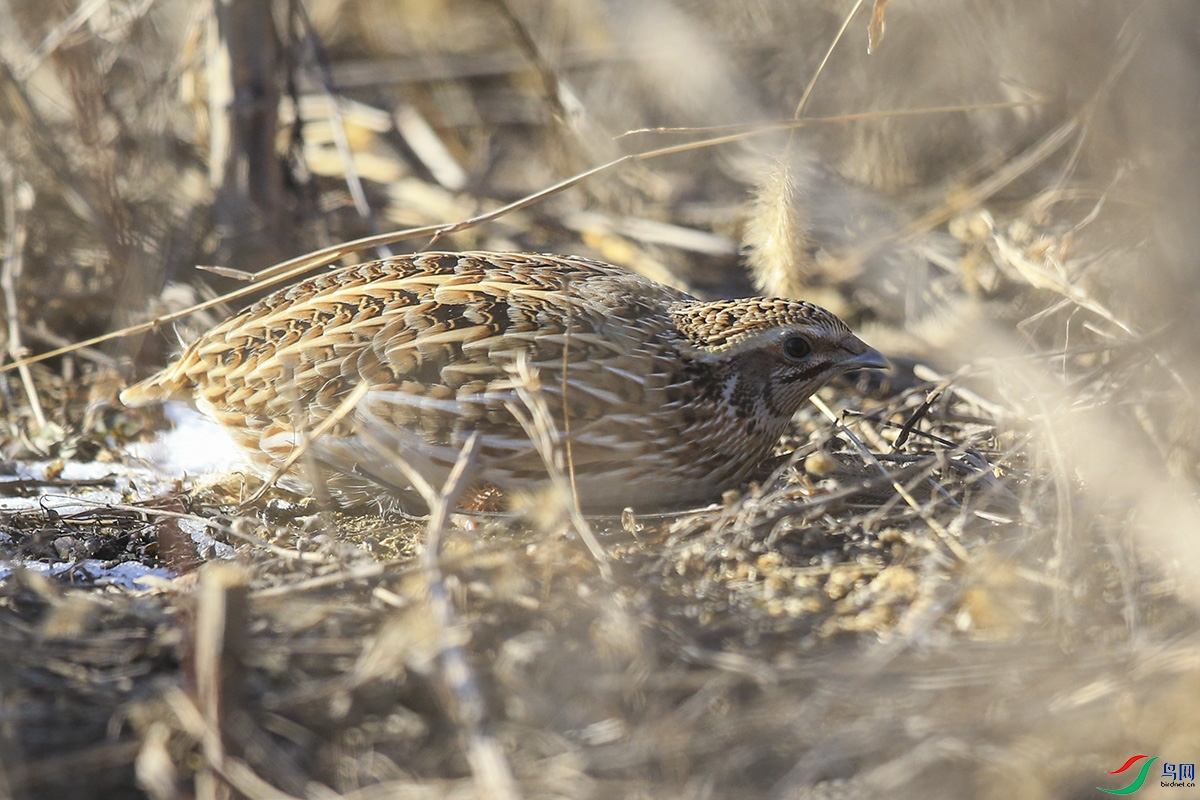 ����̫ʦ�� (2)����.jpg