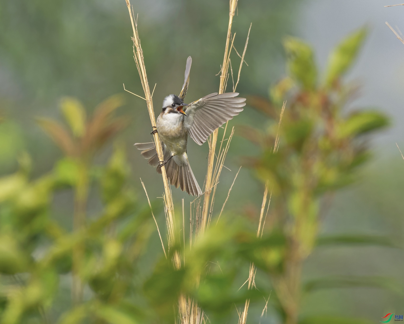 DSC_6031.jpg