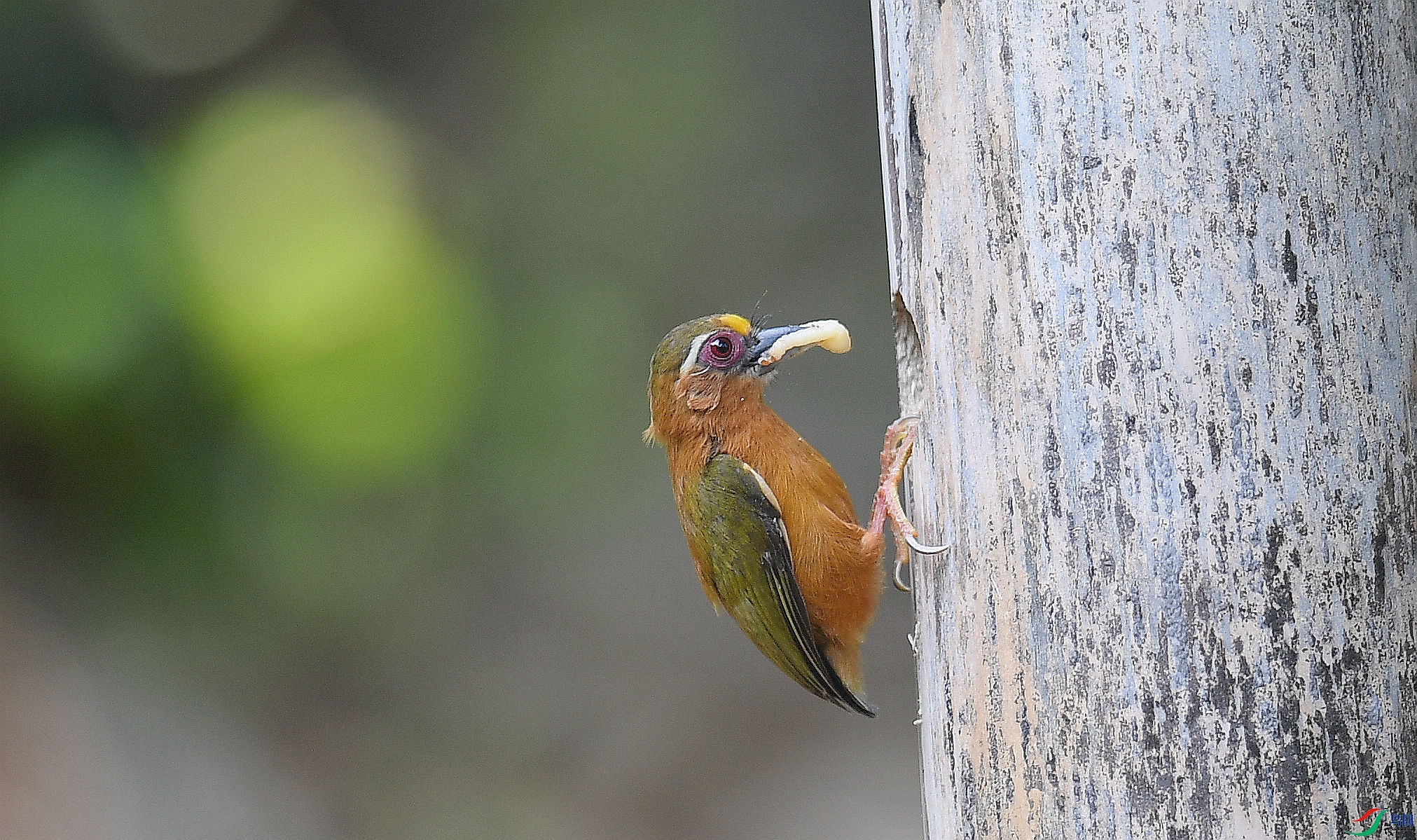 白眉棕啄木鸟图片