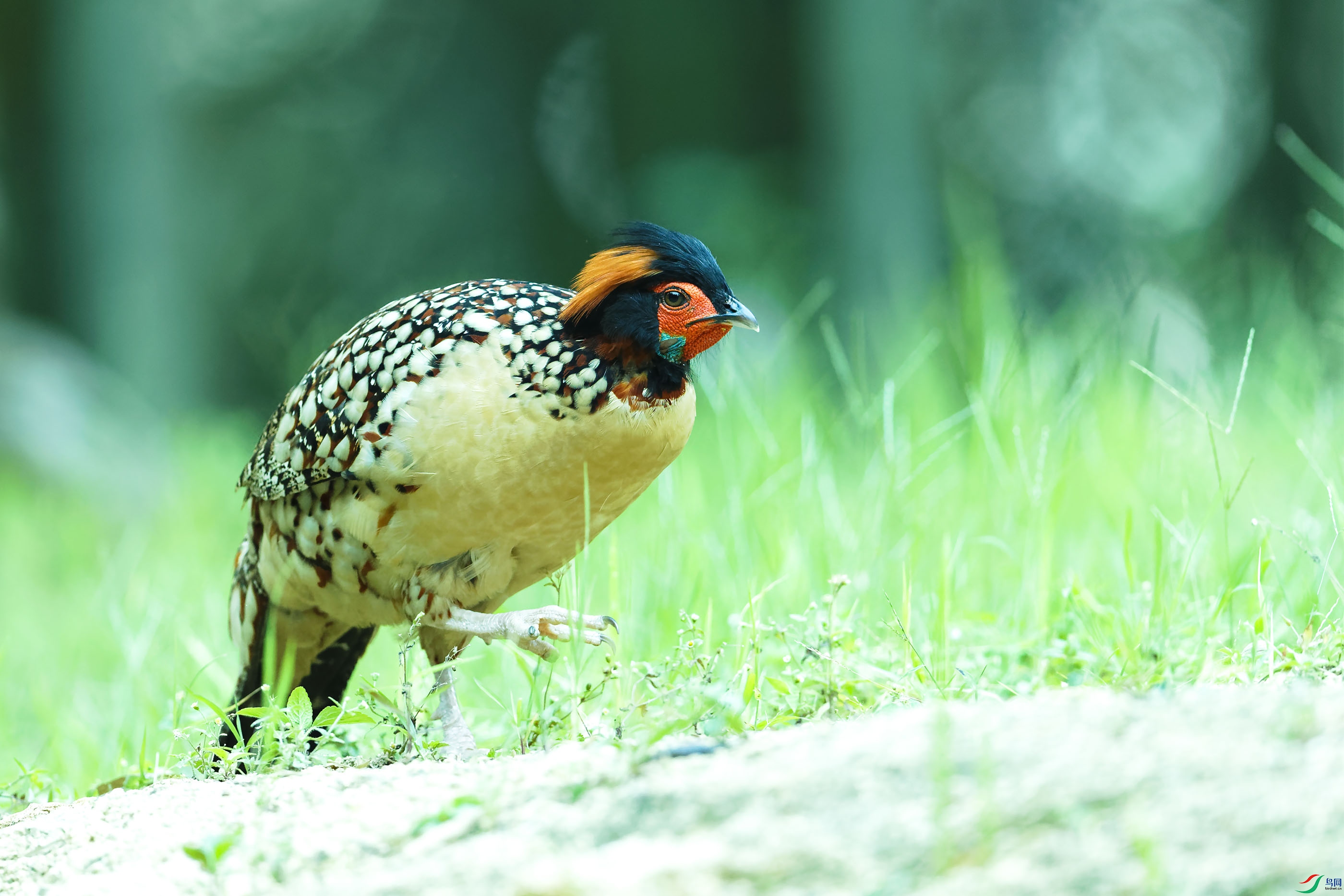 披头散发大黄鸡