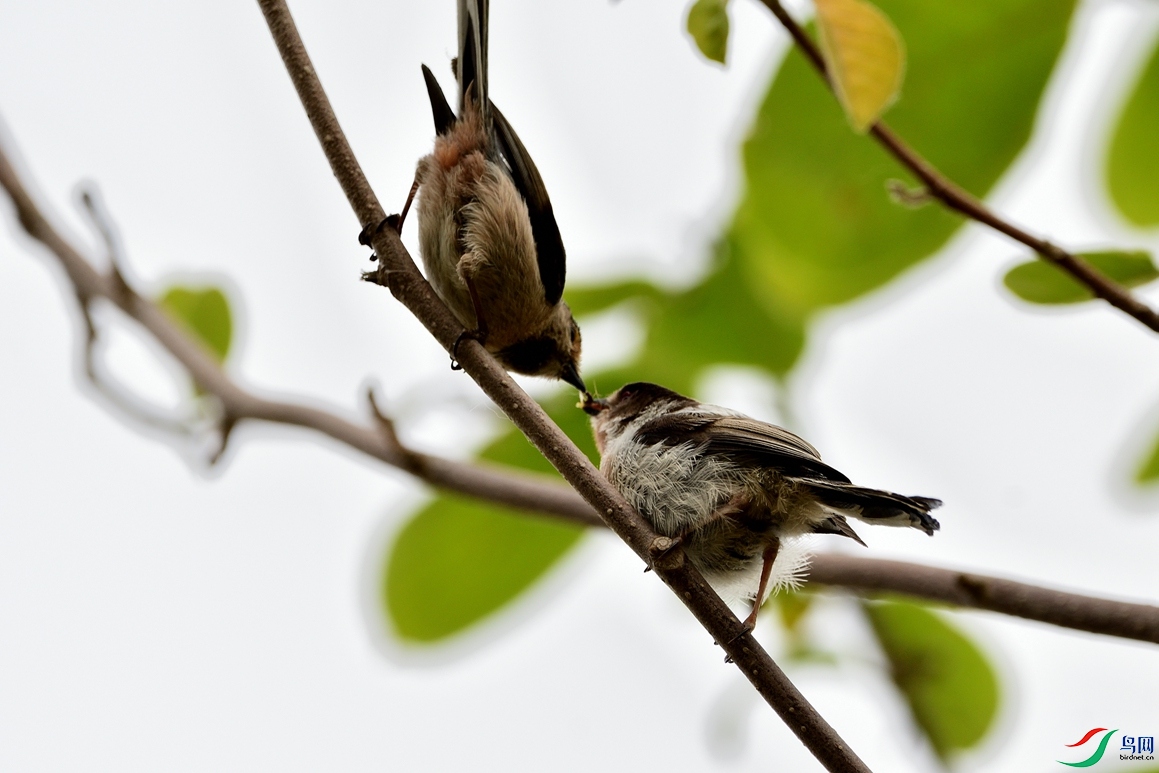 ������βɽȸ