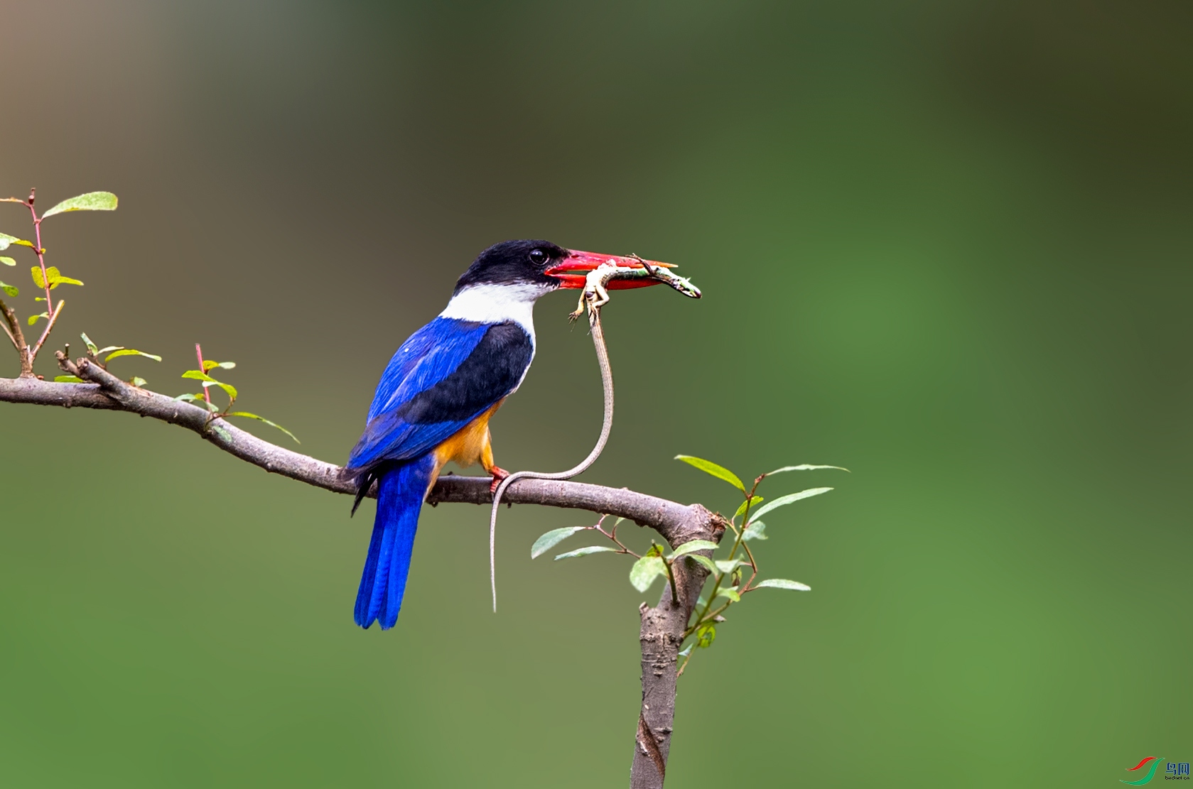 DSC_3990a.jpg