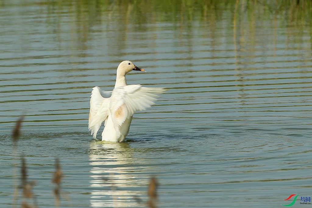 斑嘴鸭(白化)