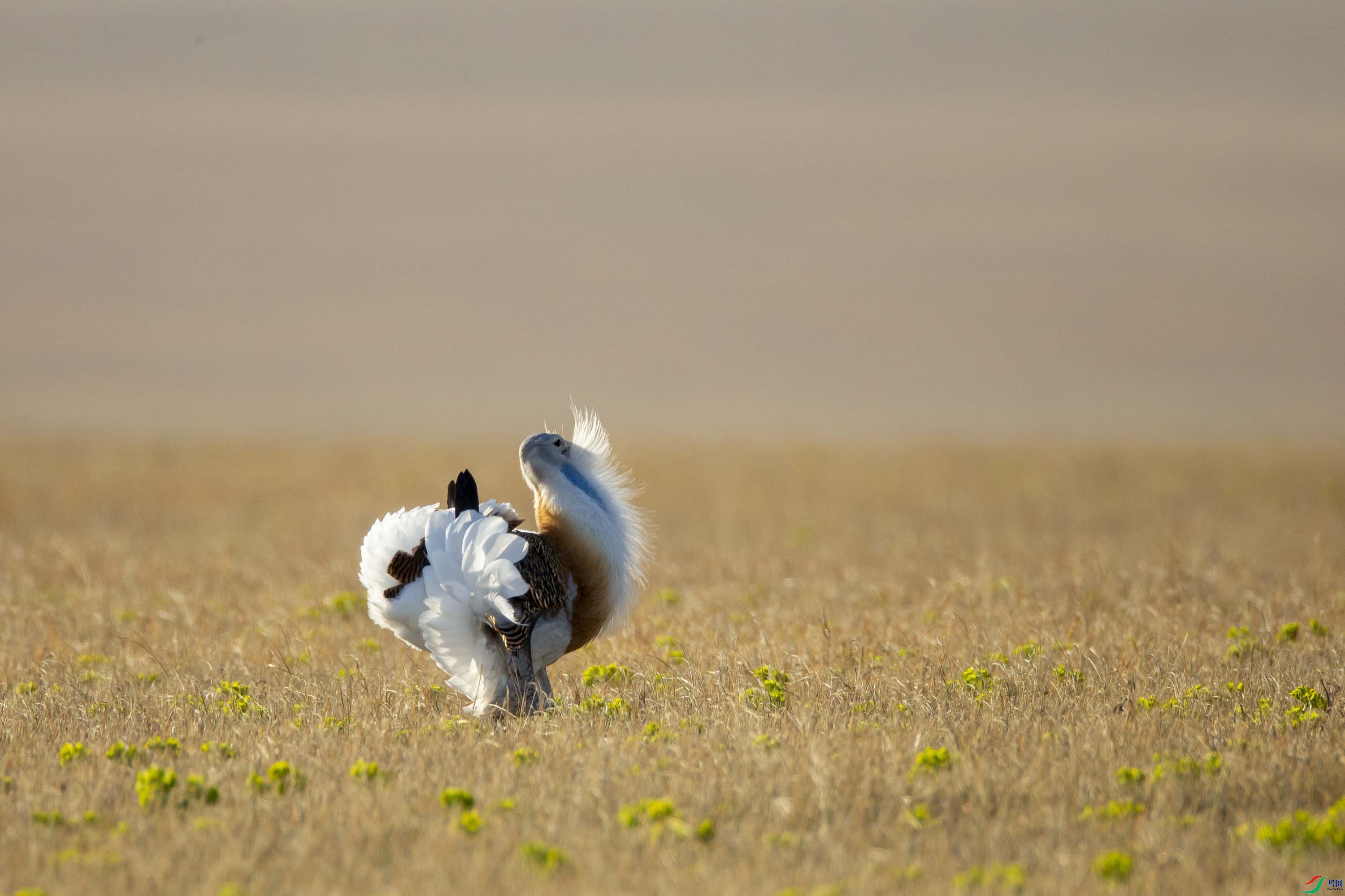 草原上有一朵盛开的花——大鸨翻花(二)