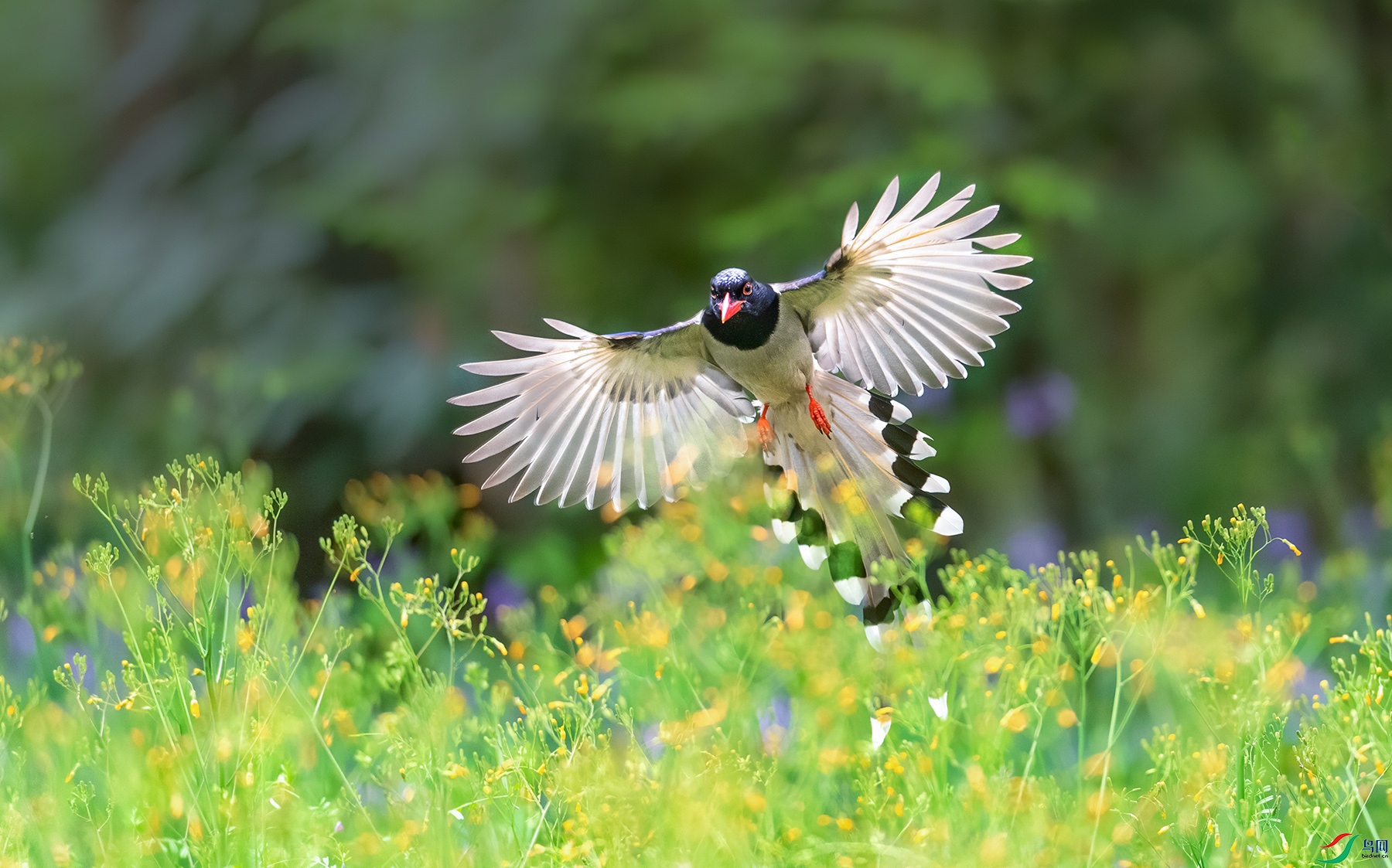 花蝴蝶荣获首页精华