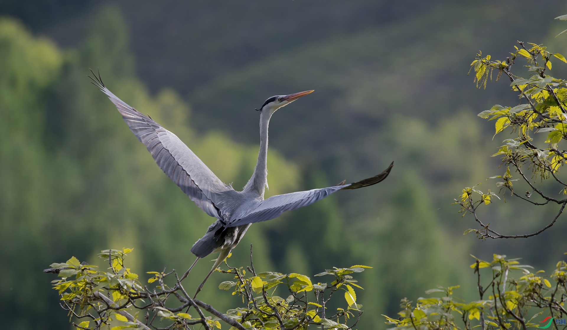 DSC_8408-DeNoiseAI-denoise.jpg