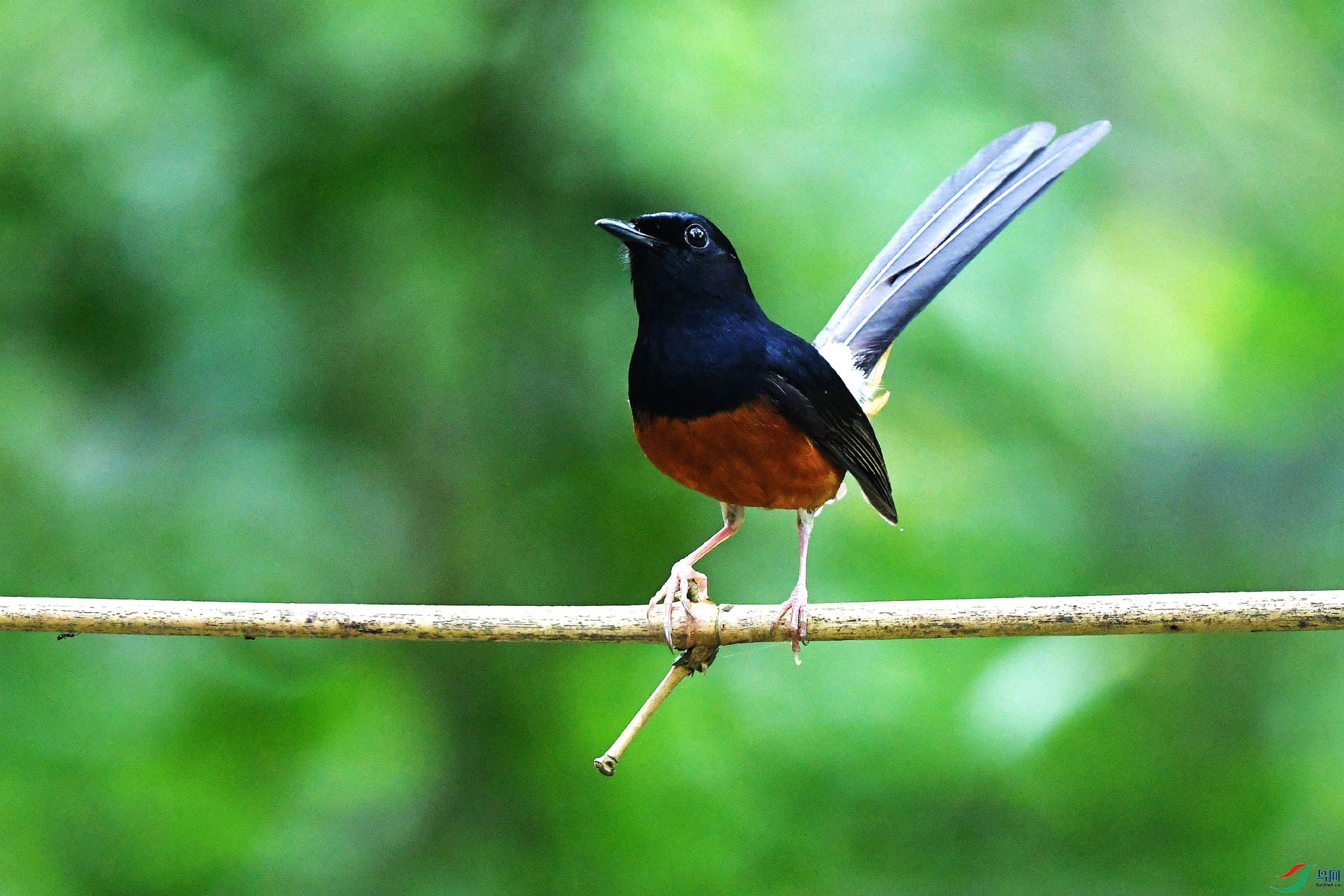 NIKON D5001071_����.jpg