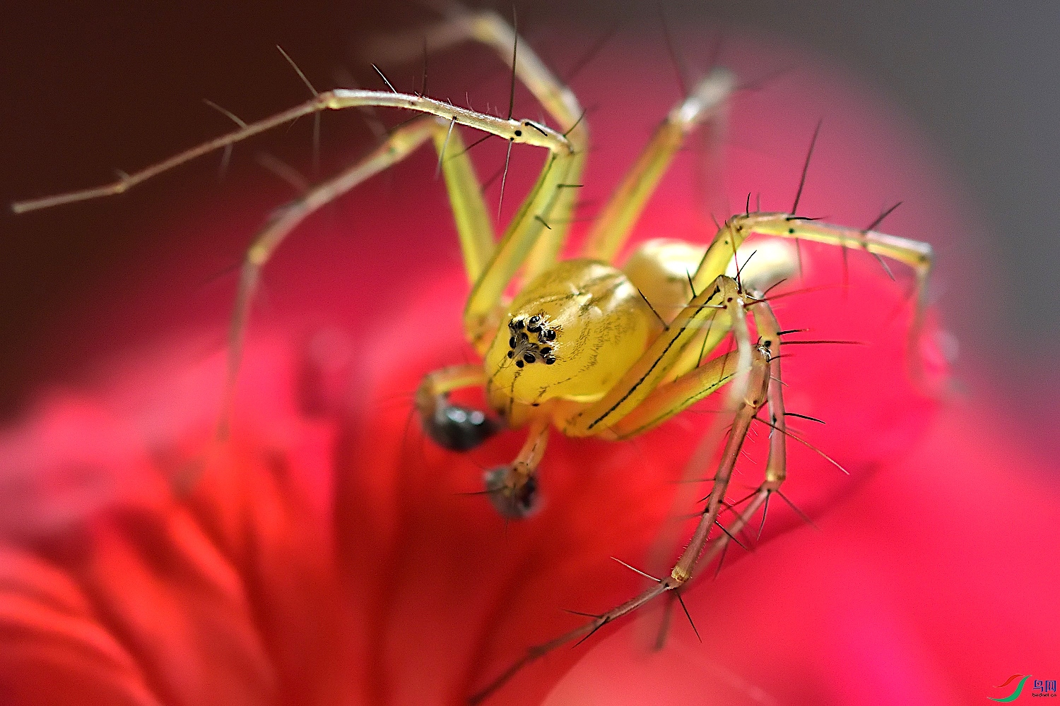 拉蒂松猫蛛贺获首页精华