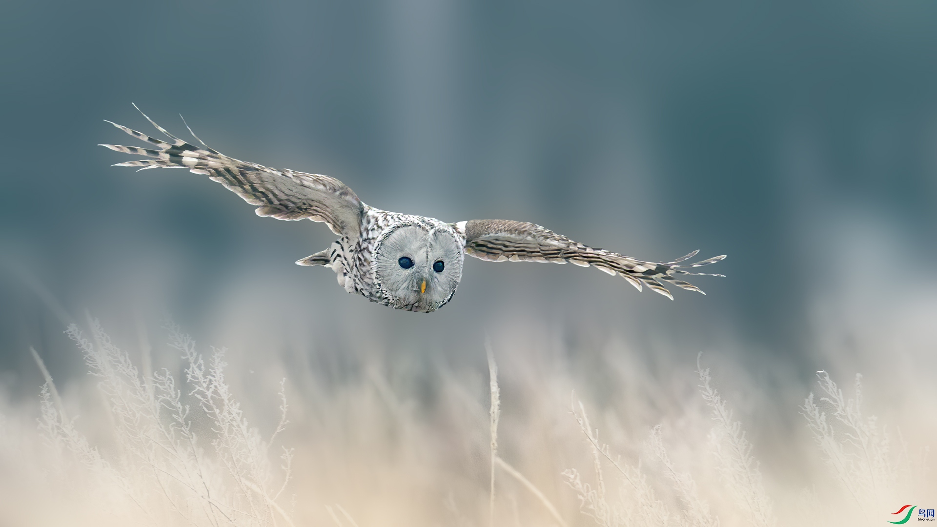 B60O3855-1A.jpg