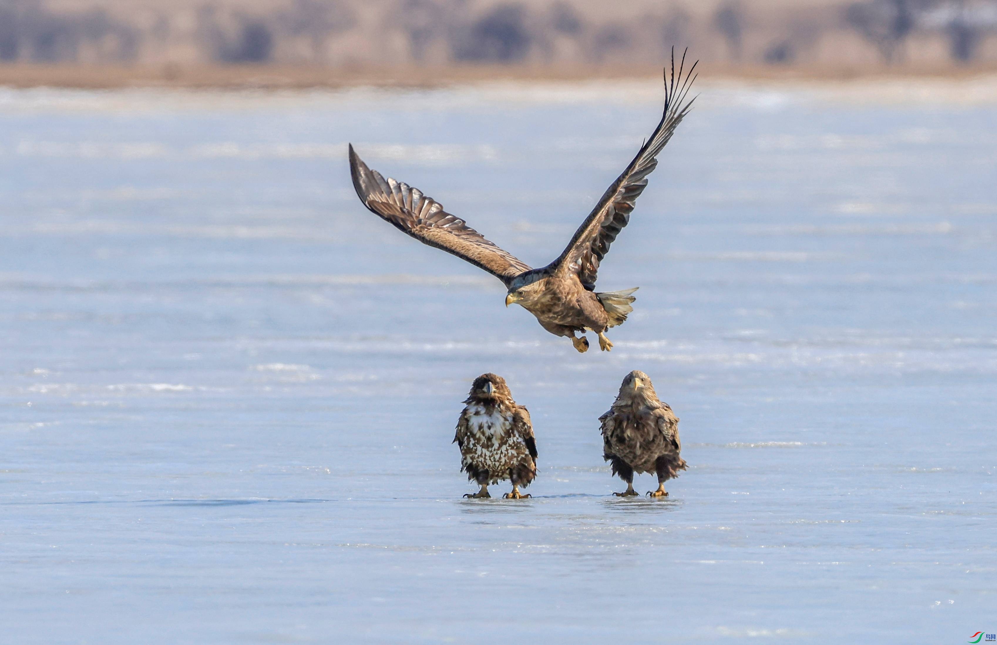 ��Ȼ����