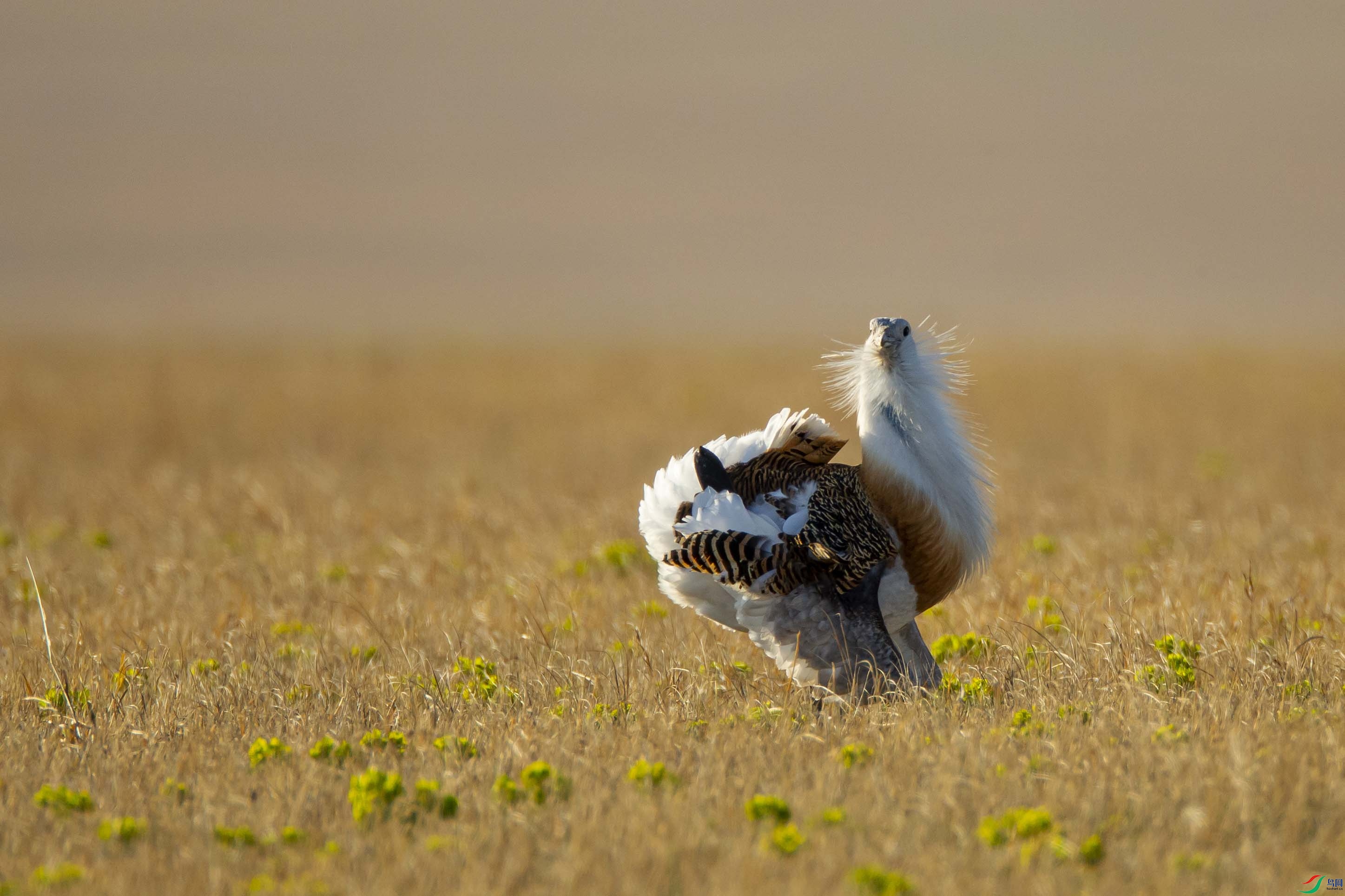 草原上盛开一朵美丽的花大鸨翻花三
