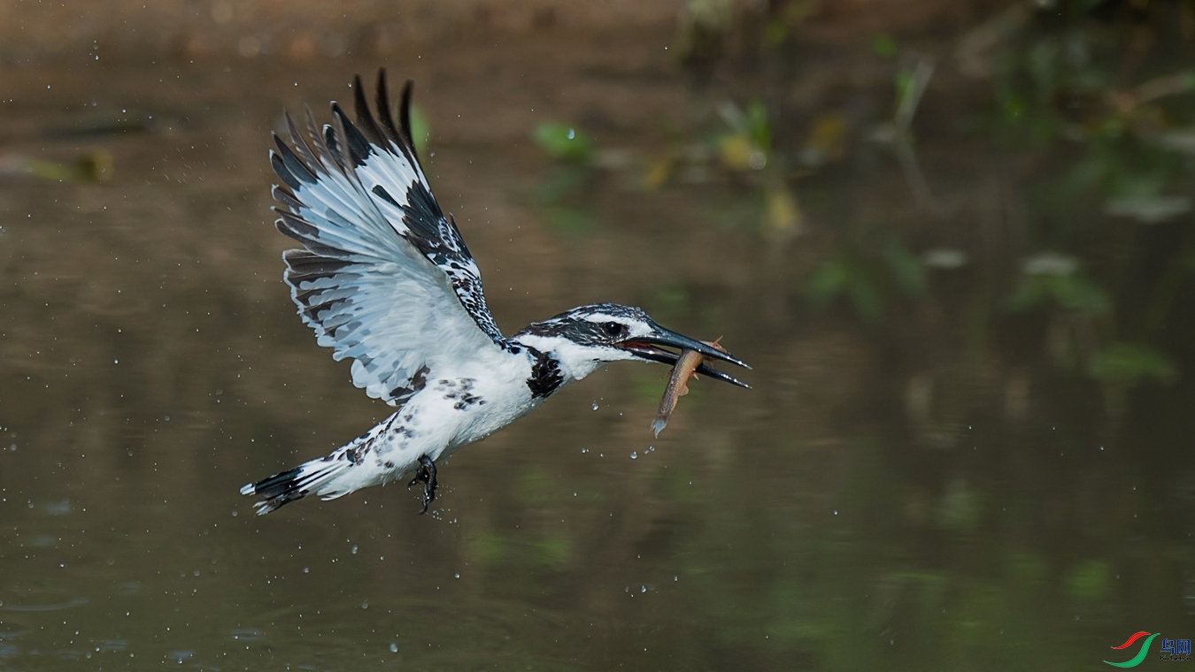 DSC_0864 - ����.jpg