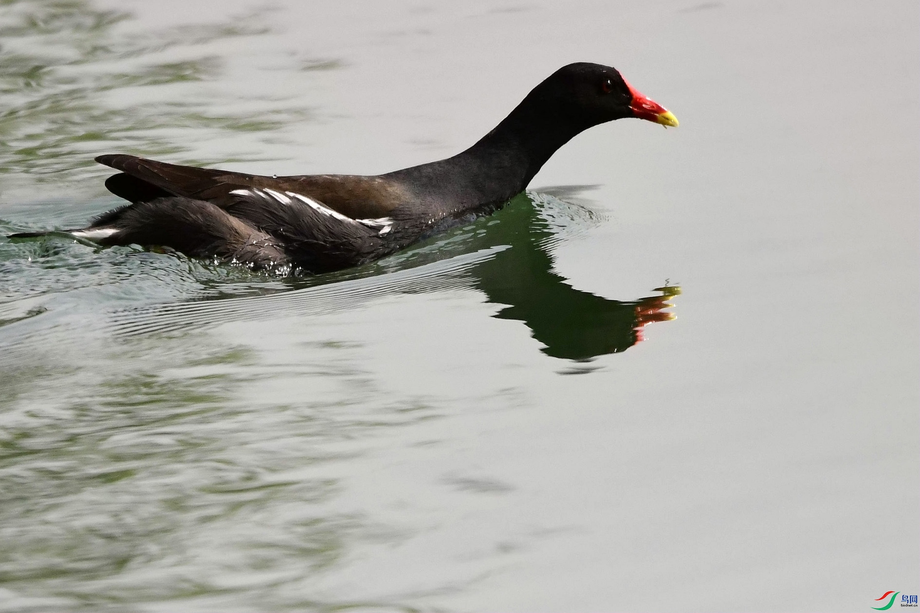 DSC_2090_����.jpg
