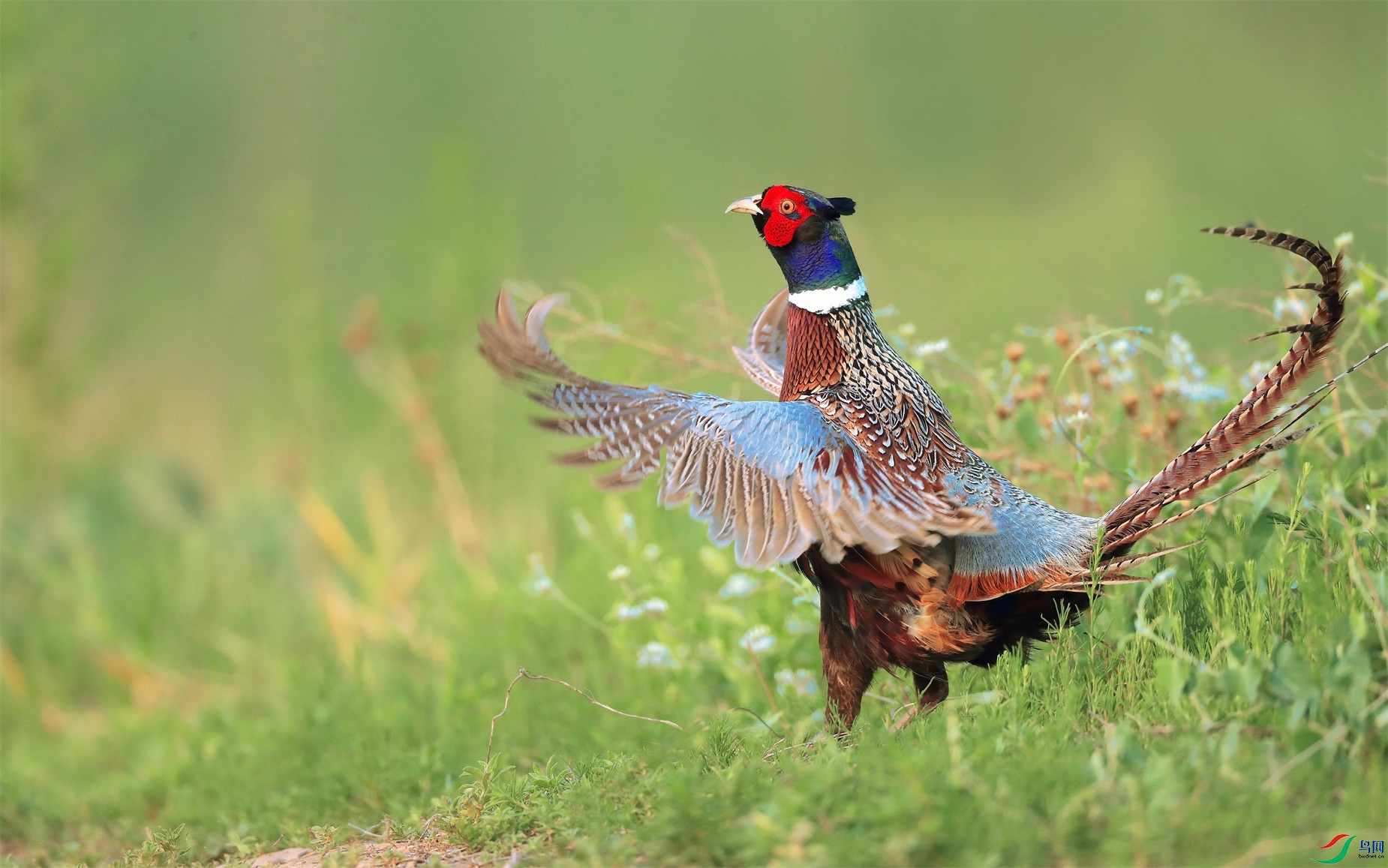 11 - ����.jpg