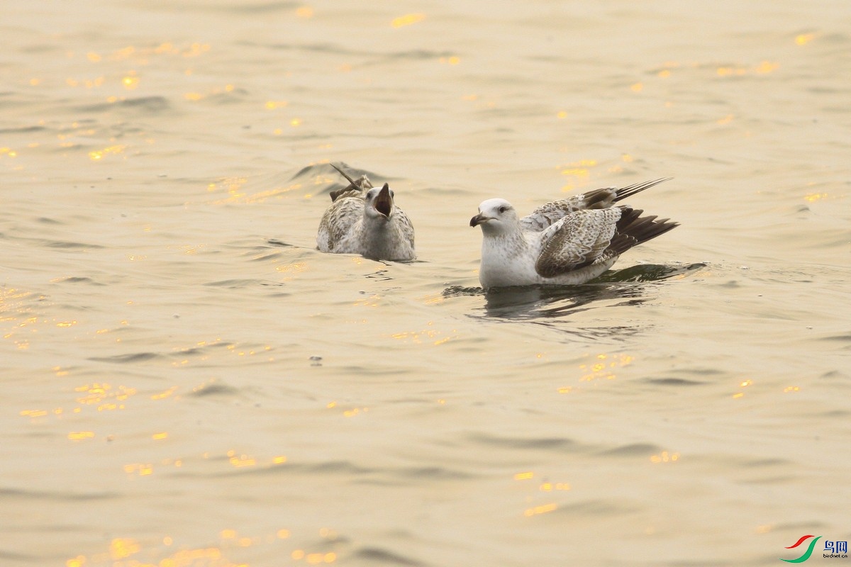 ����Ÿ _MG_6229.jpg