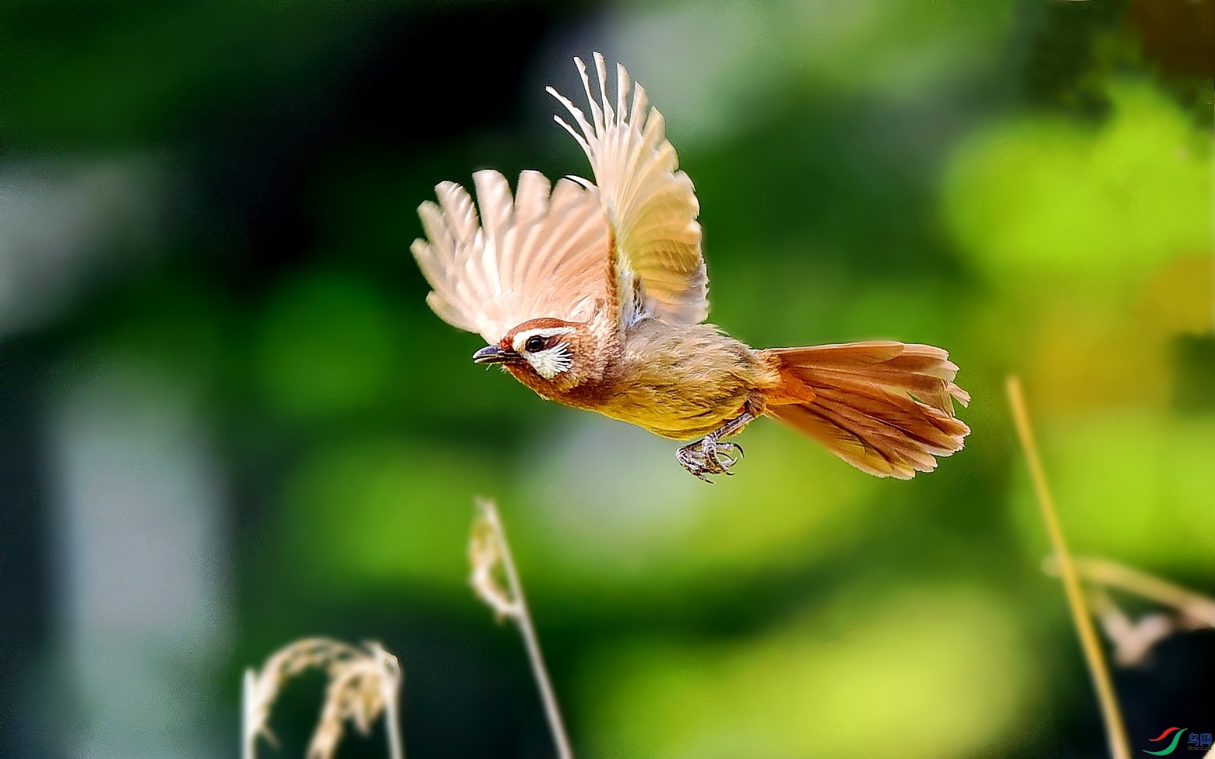 DSC_2704_conew4.jpg