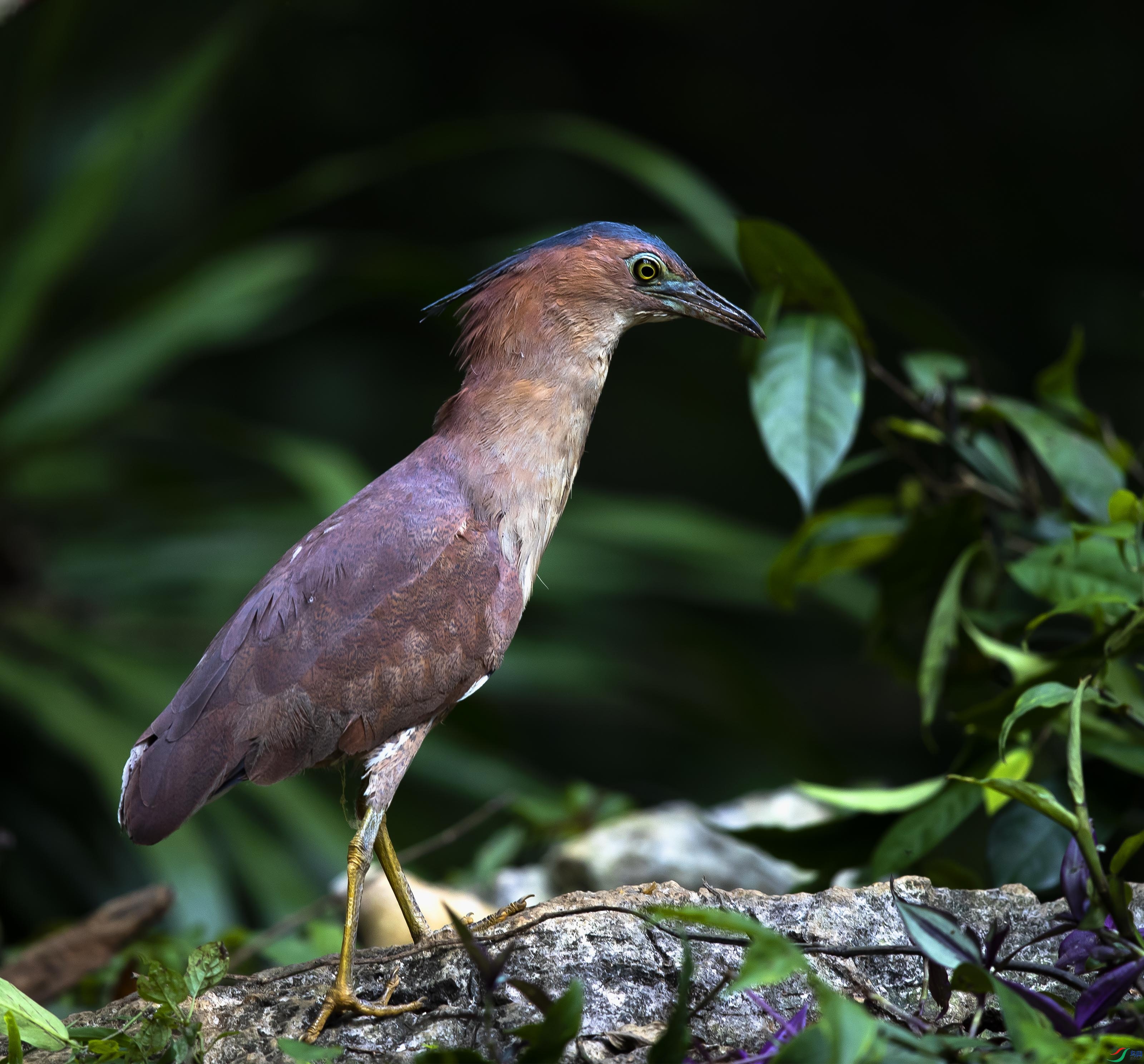 黑冠鳽