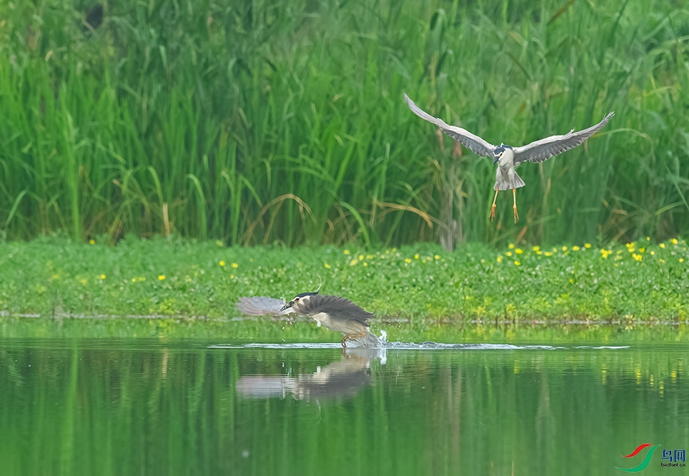 DSC_2204_DxOa.jpg