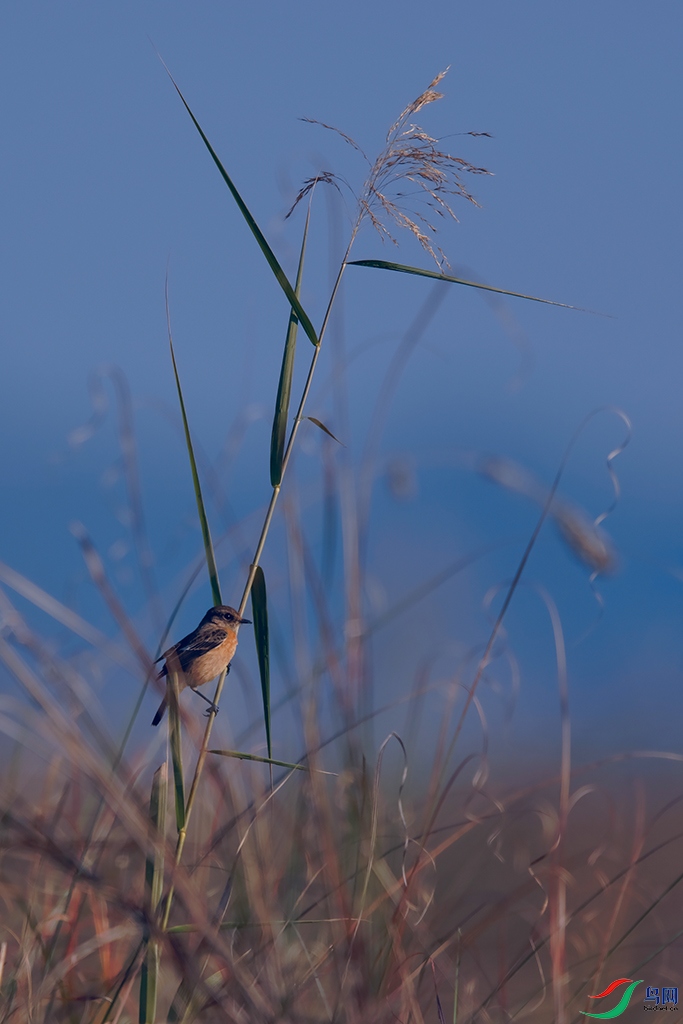 5DSC_7901_DxOa.jpg