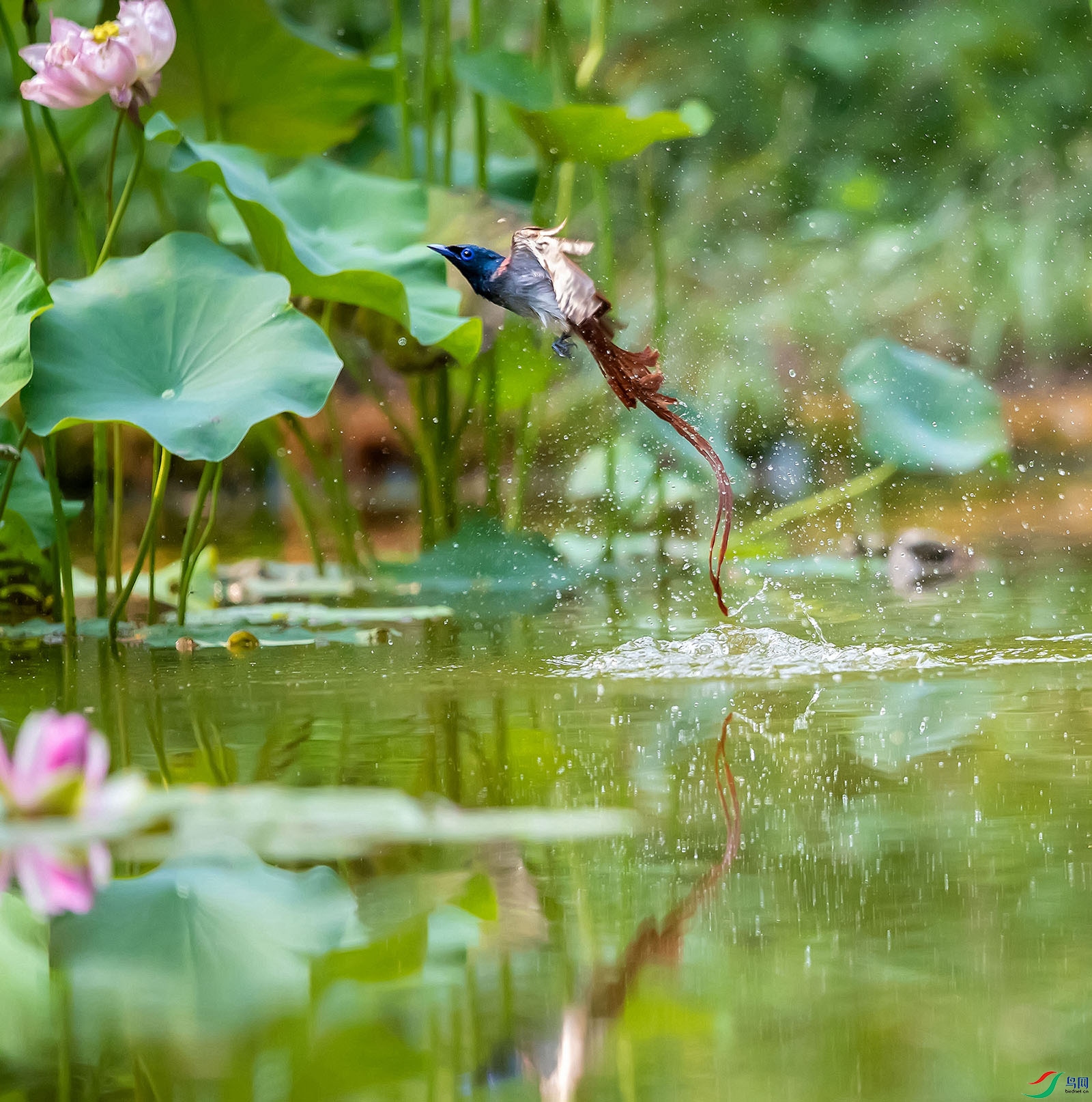 BO1I3903-1 - ���� (2).jpg