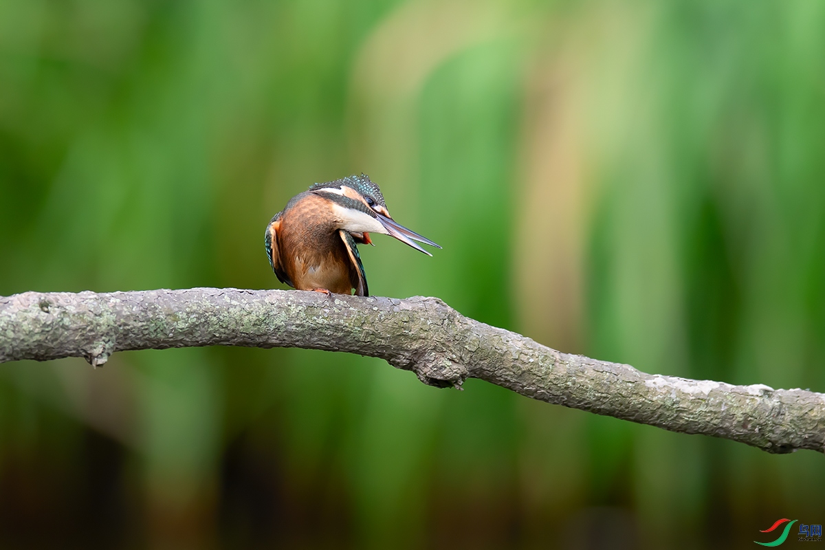 DSC_p5183.jpg