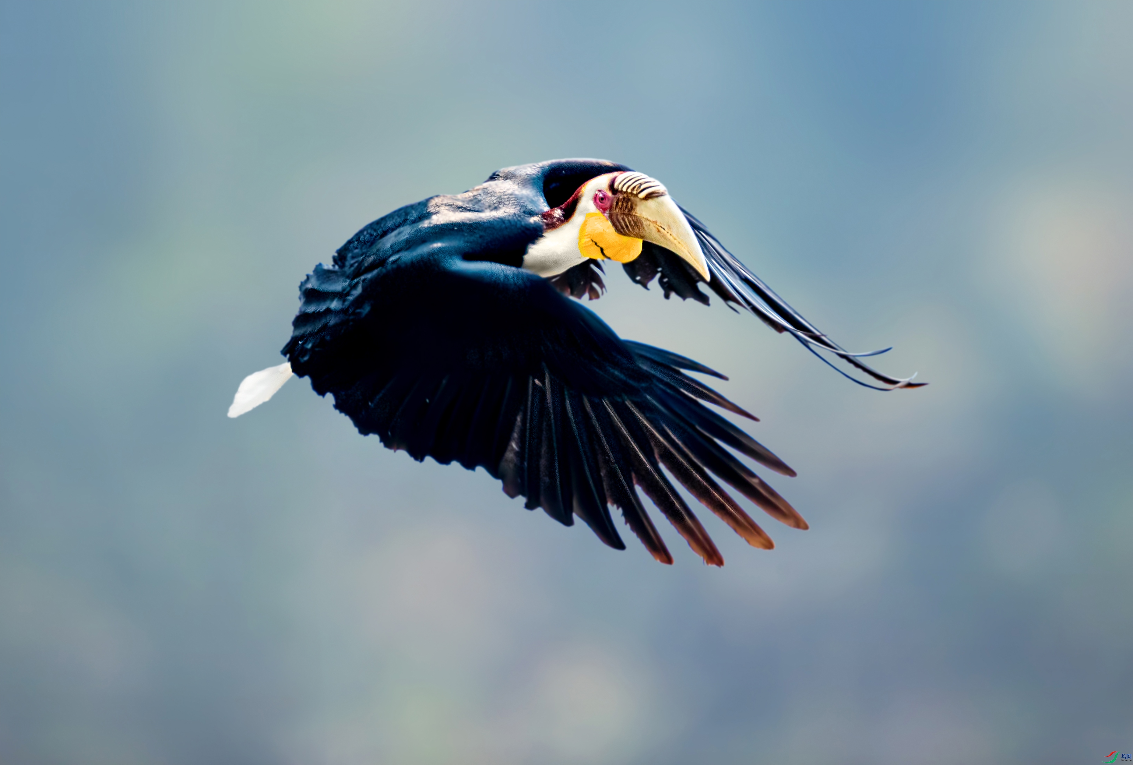花冠犀鸟