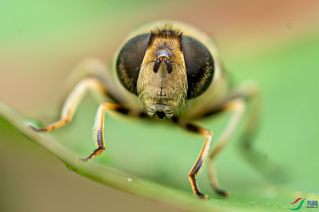 复眼【贺获首页精华】