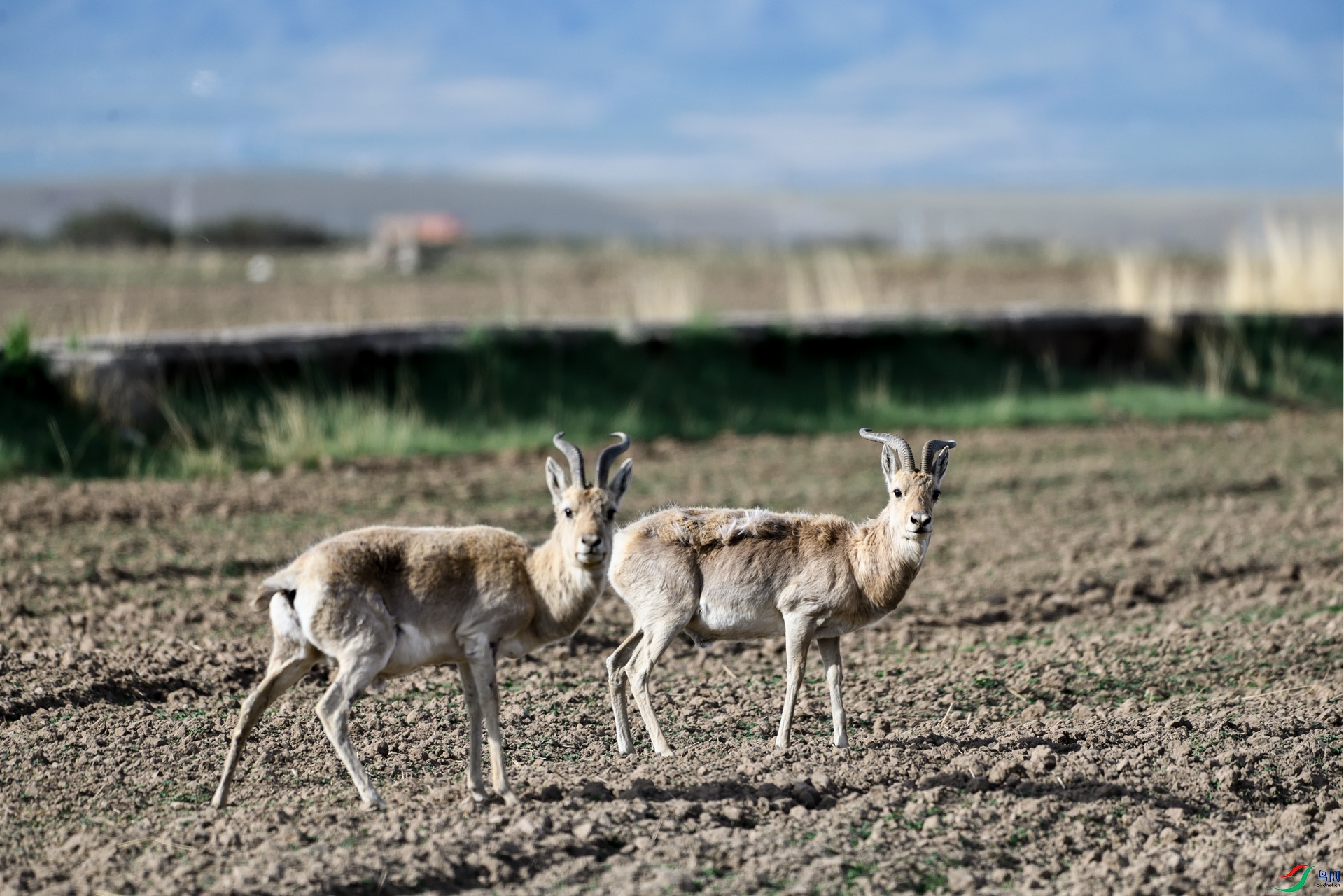 哺乳夏日俩兄弟普氏原羚