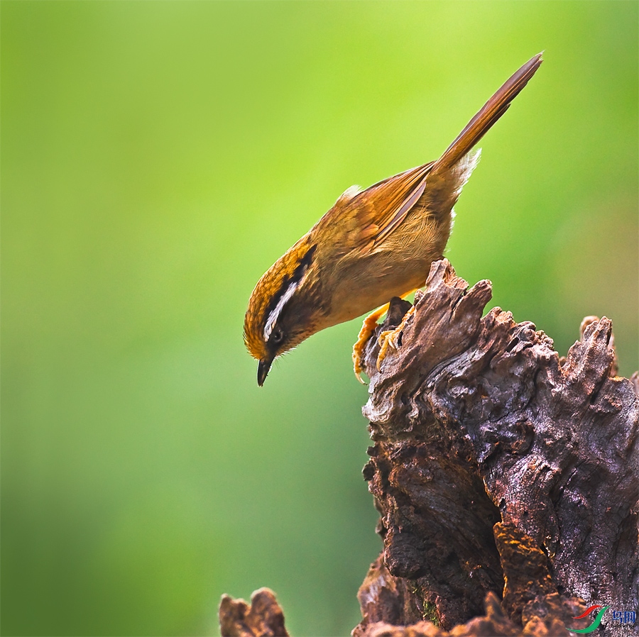 云南高黎贡山的褐胁雀鹛