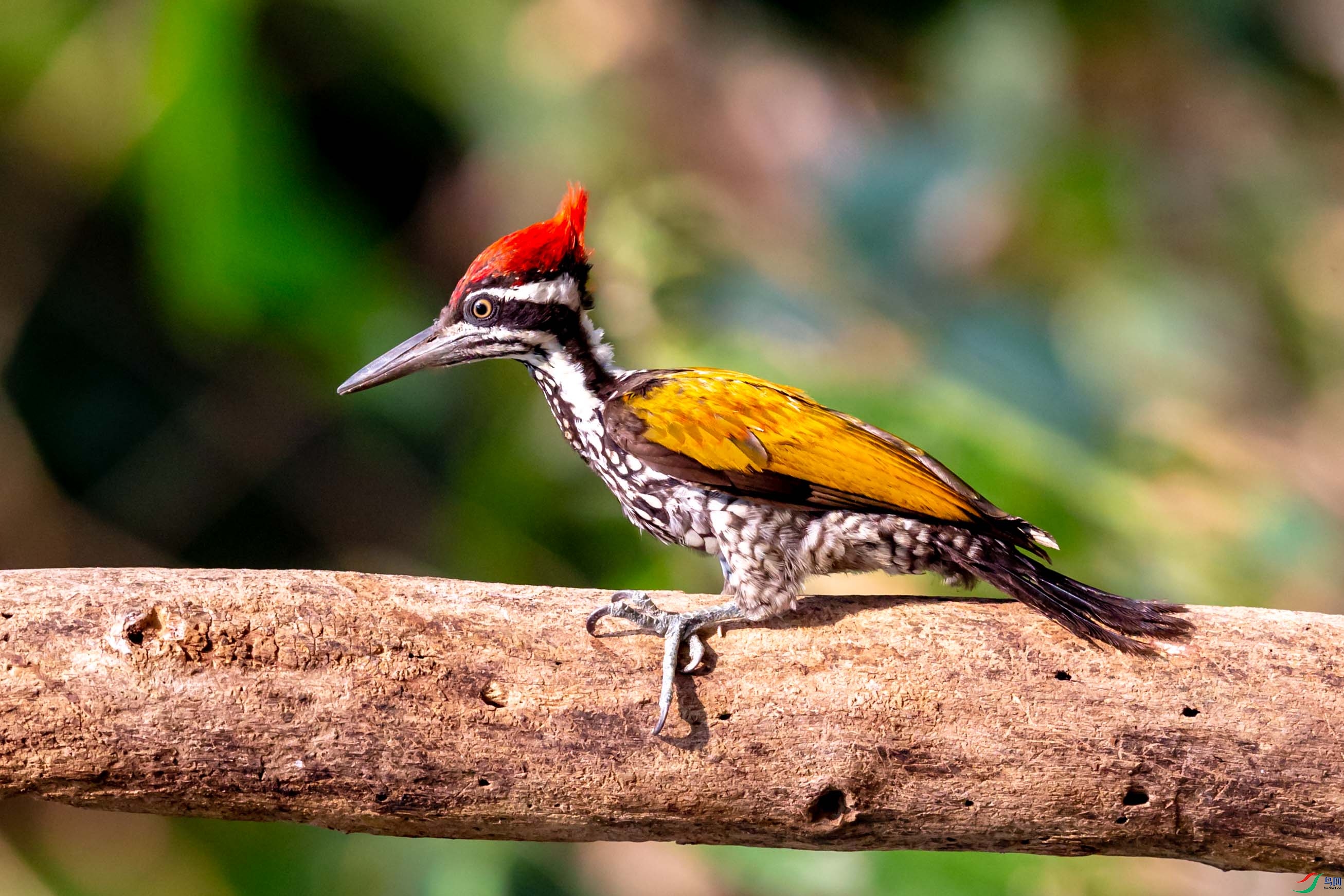 大金背啄木鸟