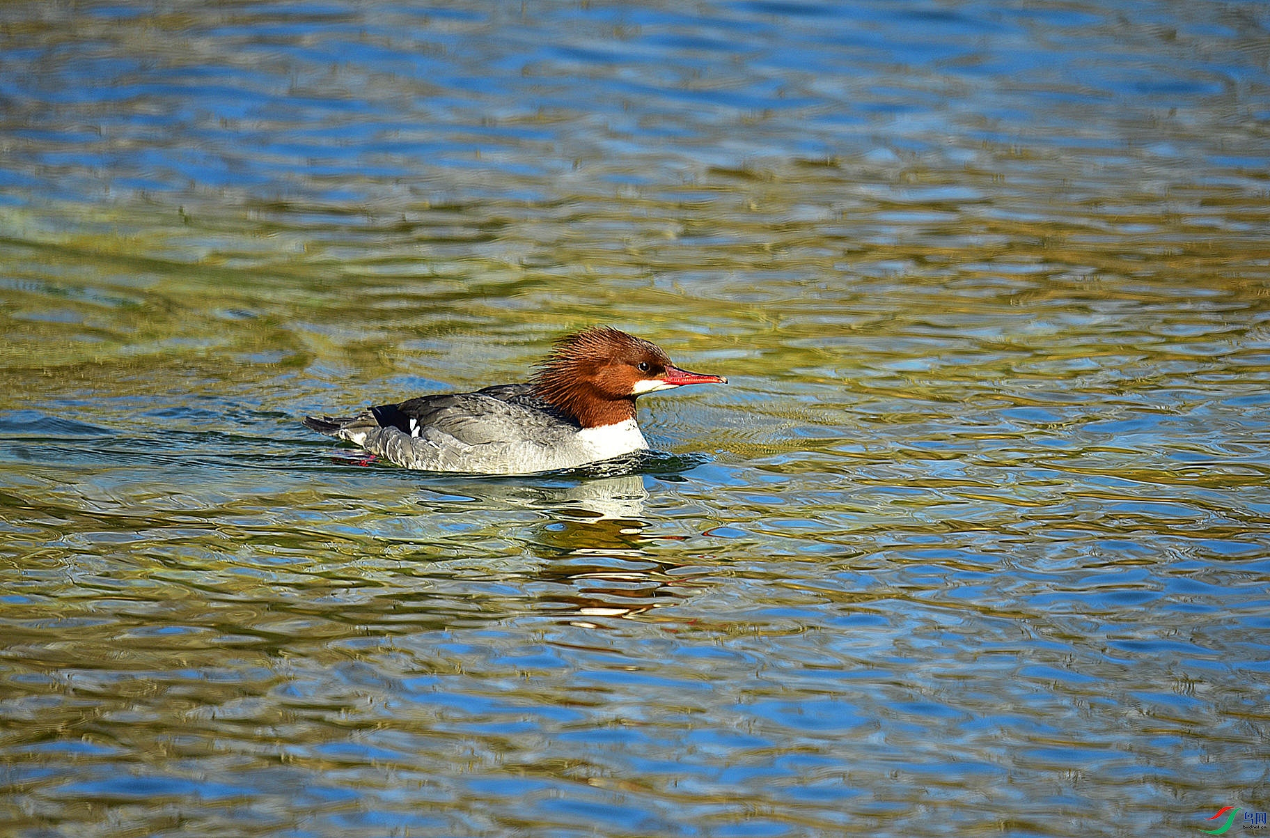 DSC_9603_����.jpg