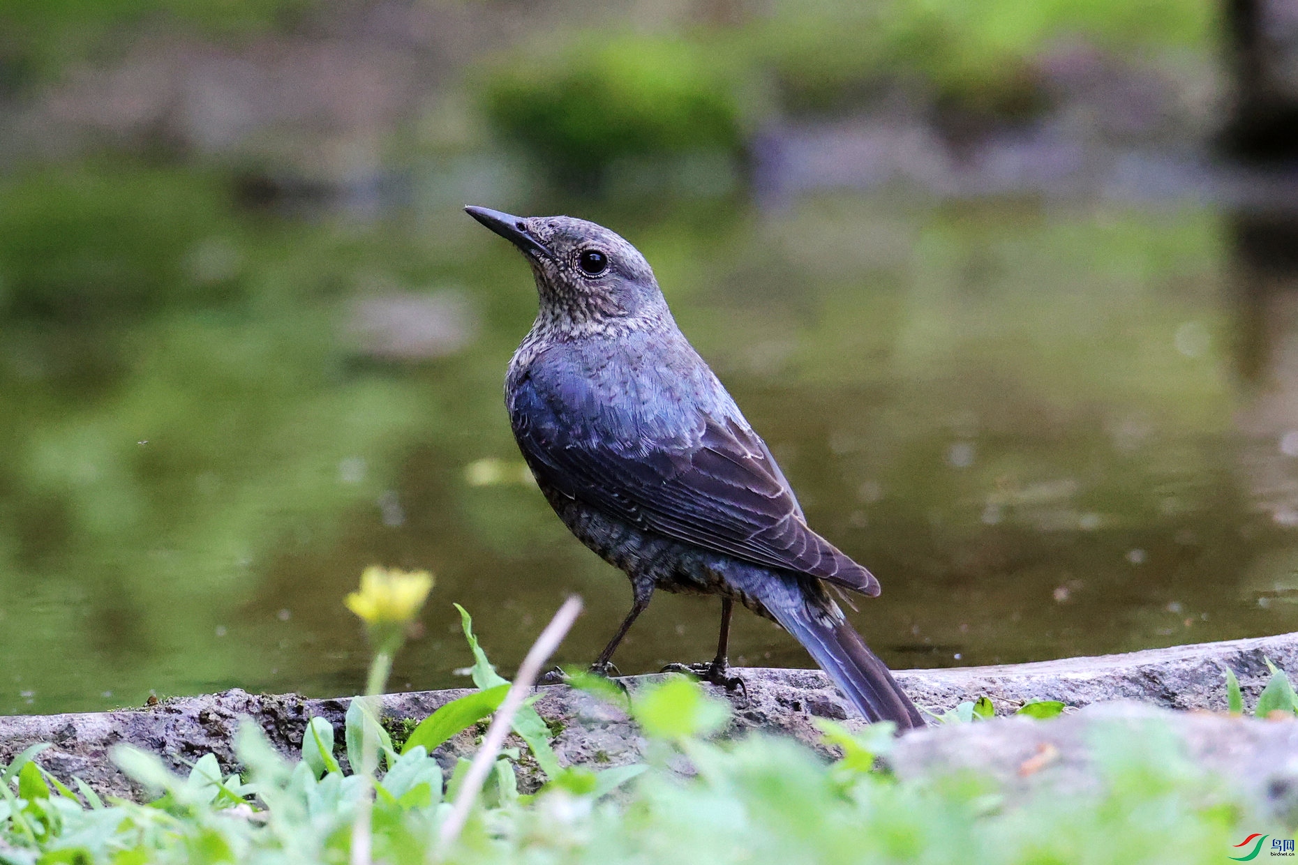 济南拍鸟-蓝矶鸫